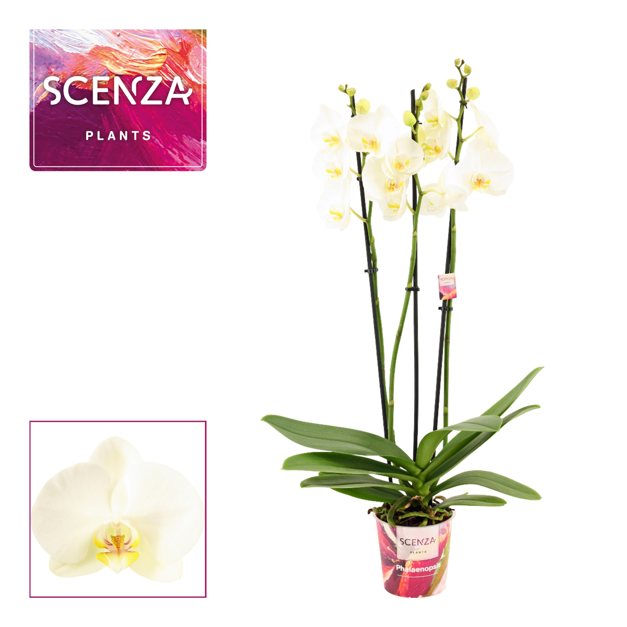 Phalaenopsis 3 tak wit (Scenza), D 12