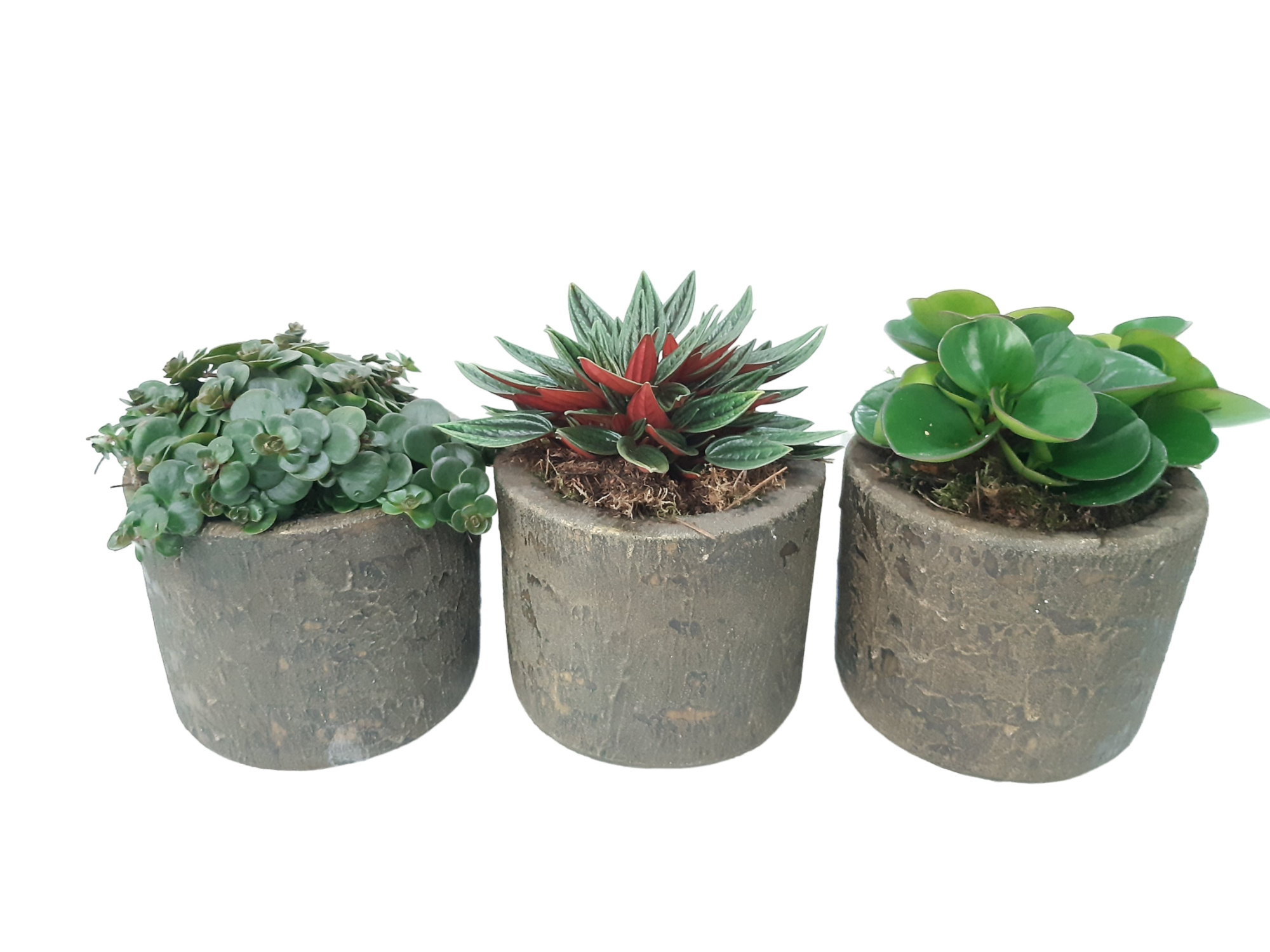 RCC16GEM Rude Copper Cil.Pot Groenmix, D 16