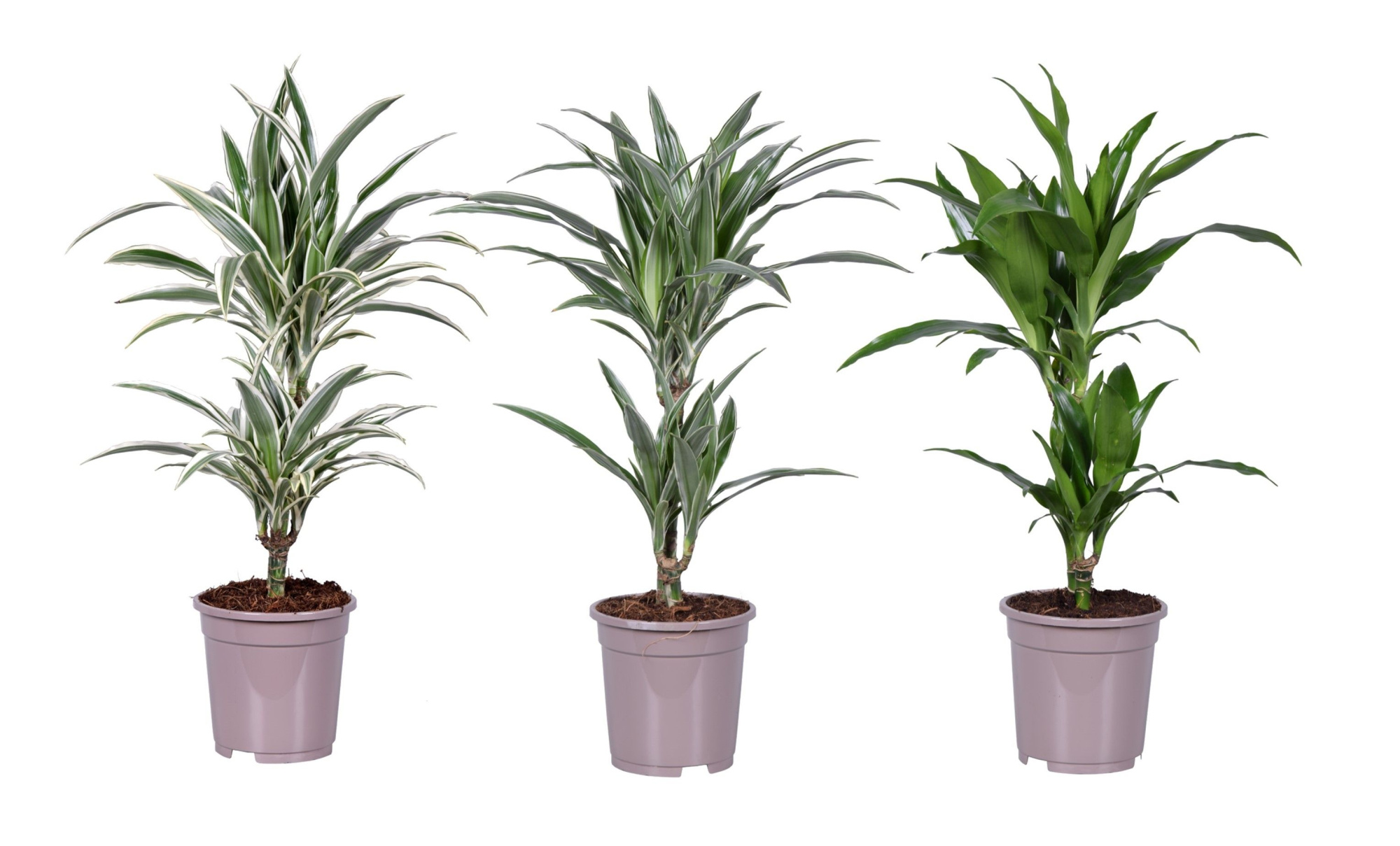 Dracaena deremensis mix, D 17