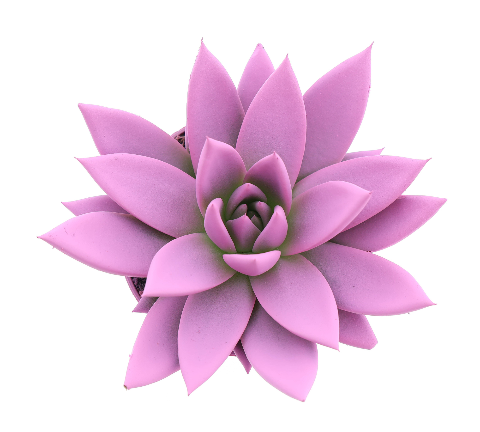 Rainbow pink, D 8,5 cm