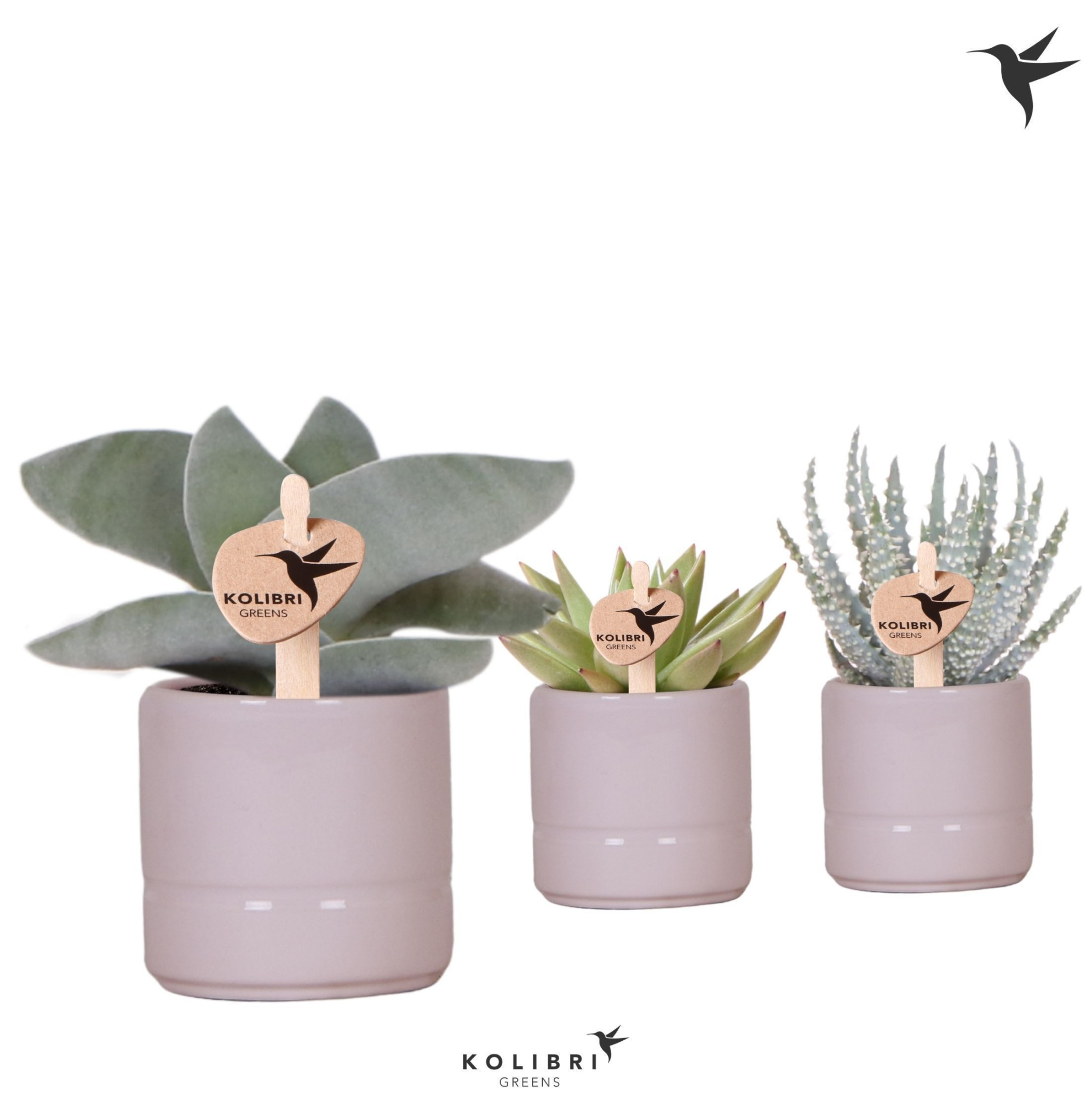 Kolibri Greens Succulenten mix in Pastel pot pink, D 6 cm