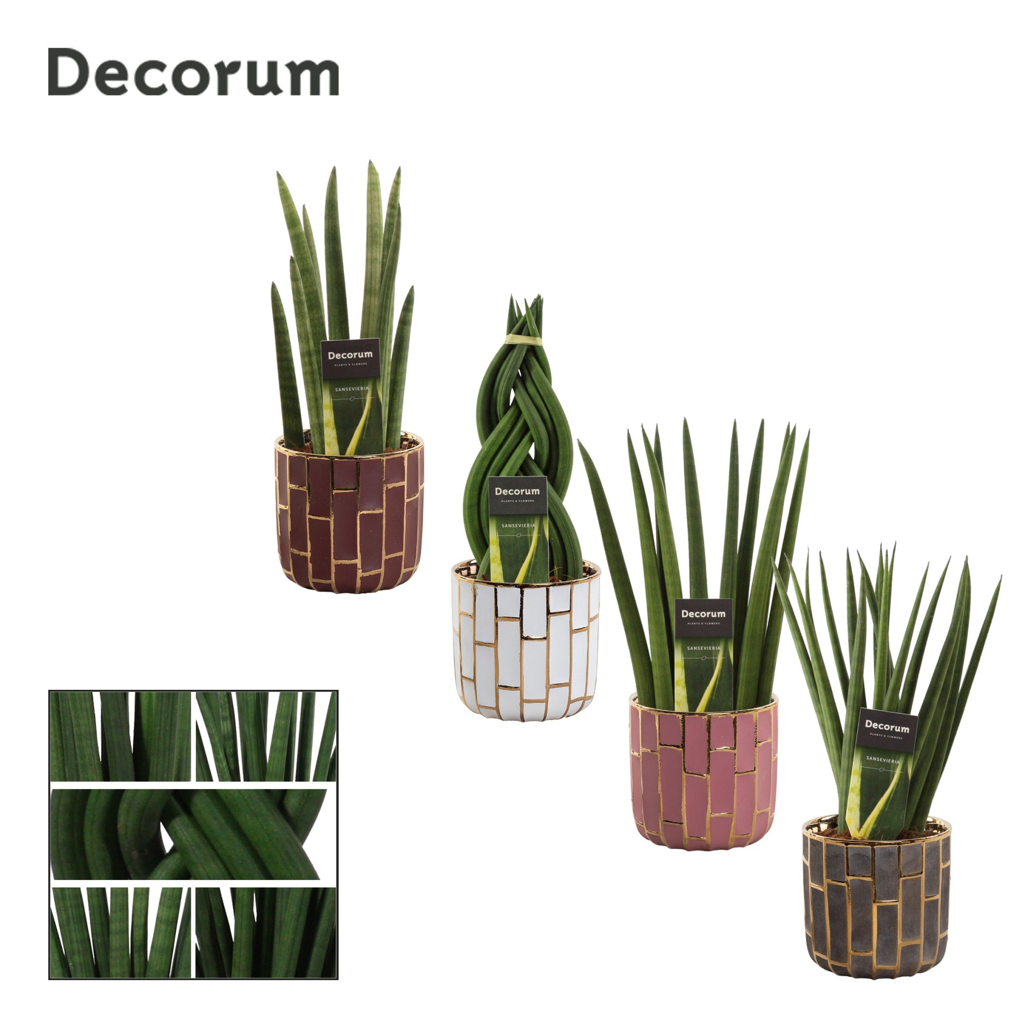 Sansevieria cylindrica 12 cm mix in Pascalle (Luxury world-colle, D 12 cm