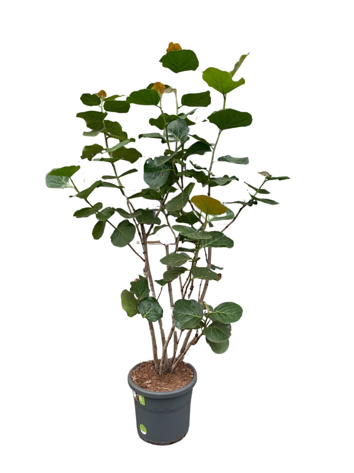 Coccoloba p40, D 40 cm