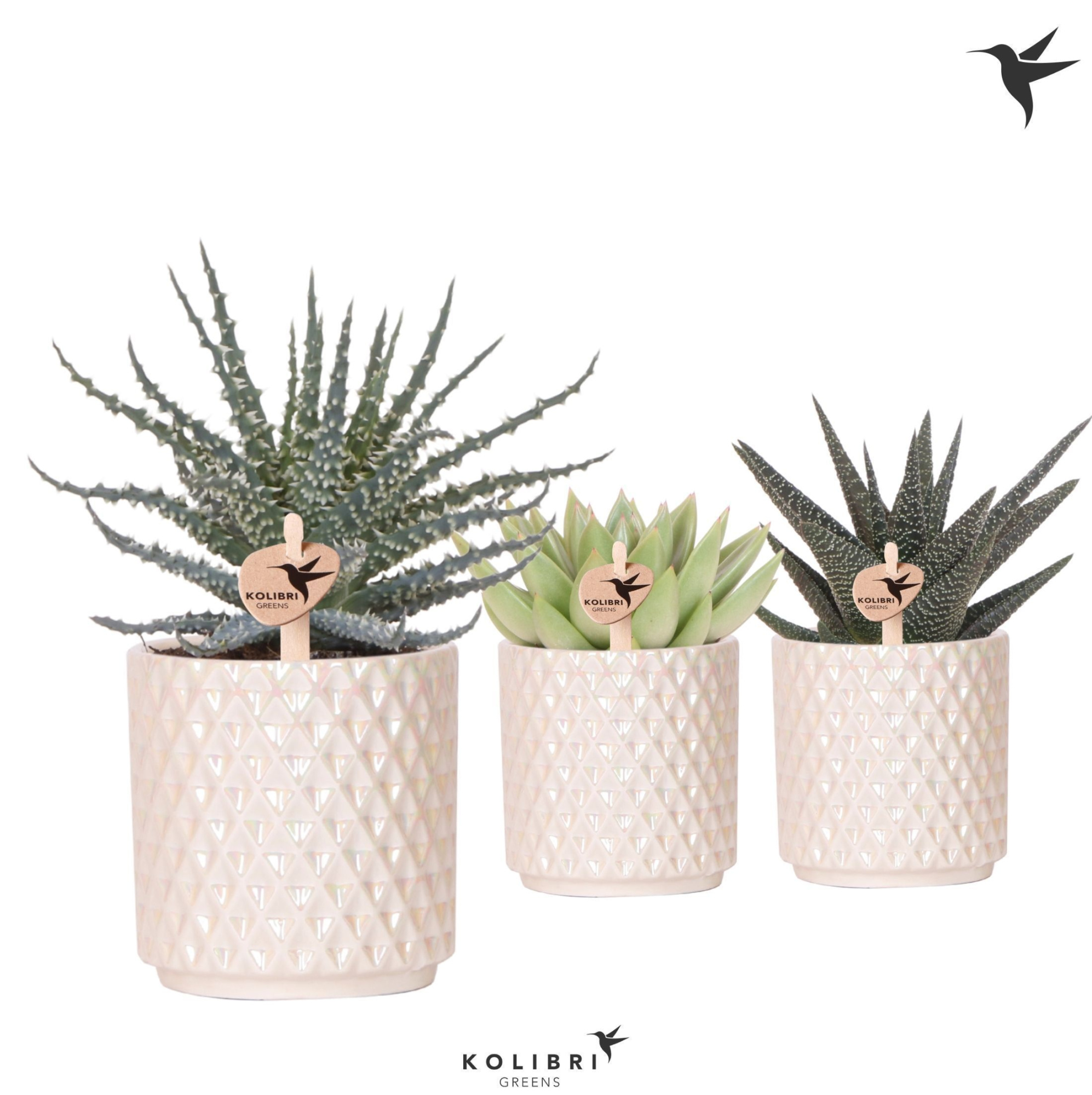 Kolibri Greens Succulenten mix in Diamond Pearl pot travertine, D 9 cm