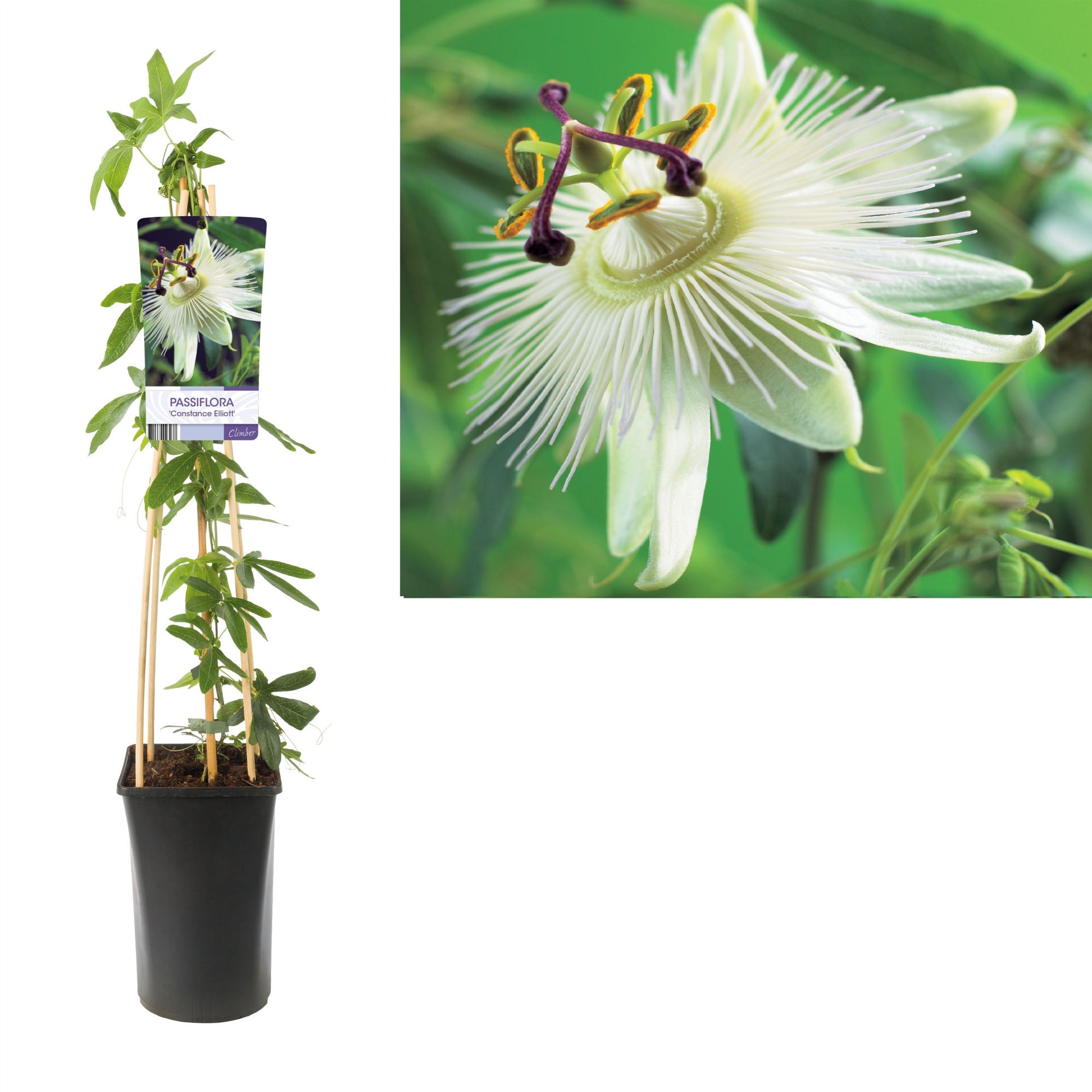 Passiflora 'Constance Elliott' +light label, D 17 cm