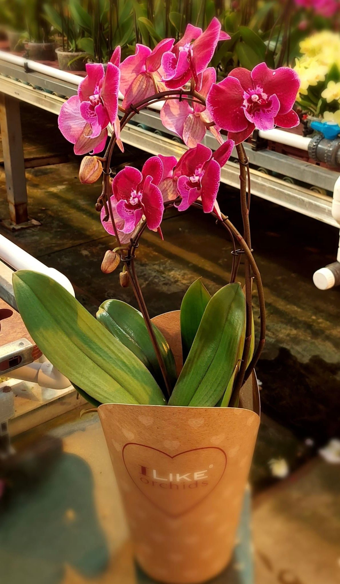 Duetto Bamboe Lembongan 17 cm, D 17 cm