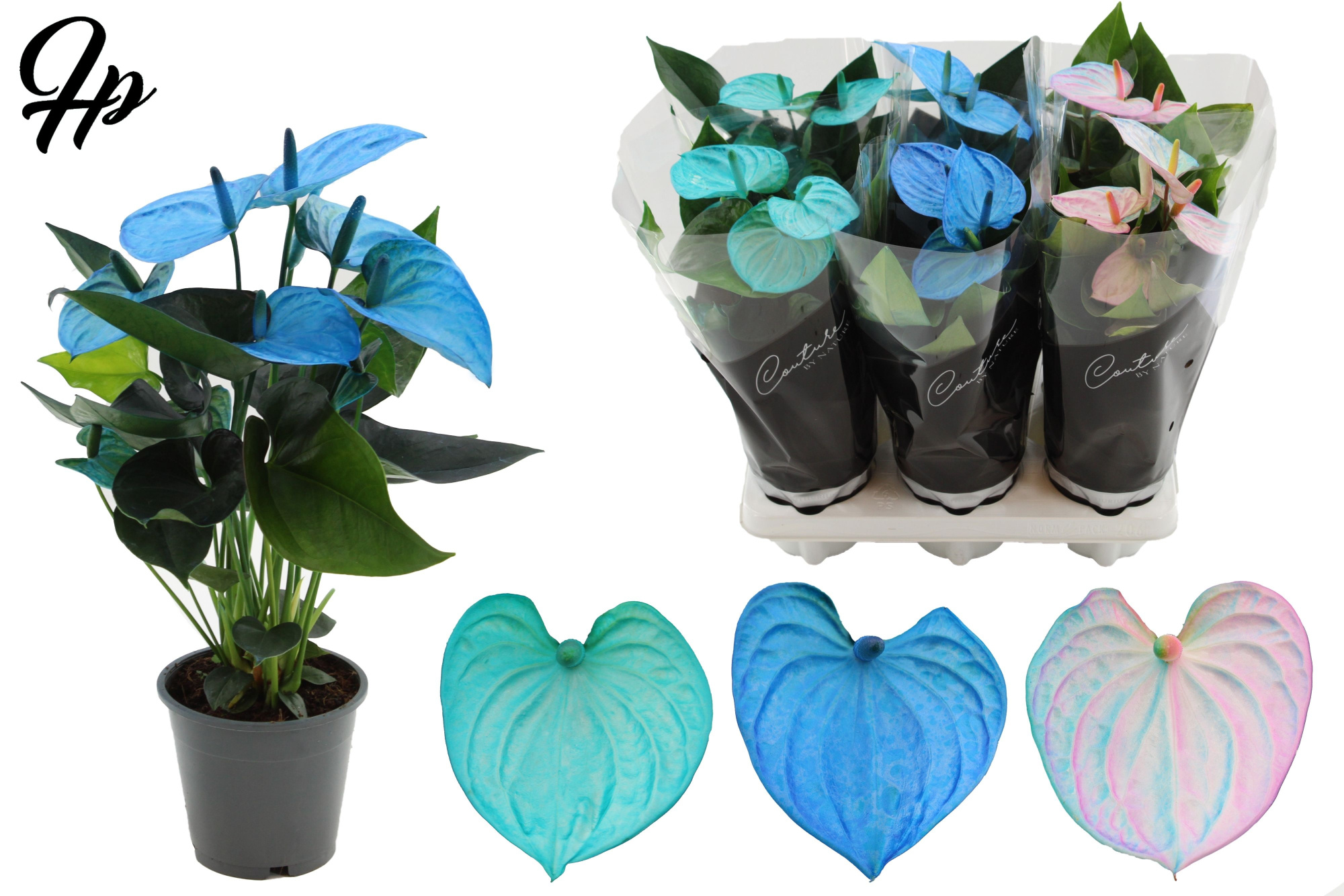 Anthurium 12 cm Make-Upz 3 Color Blue Mix - Couture sleeve Black, D 12 cm