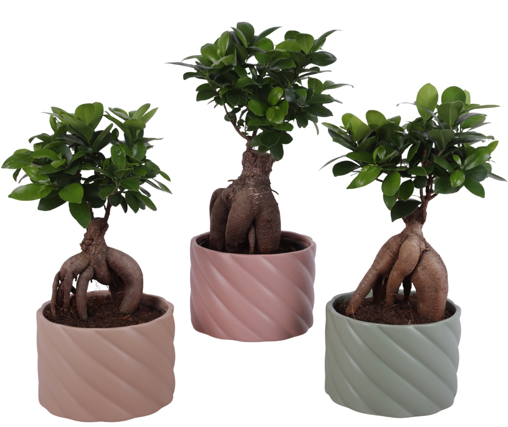 Ficus m. Ginseng Ball Shape Ø15cm in Ø17cm Ceramic SE661, D 17