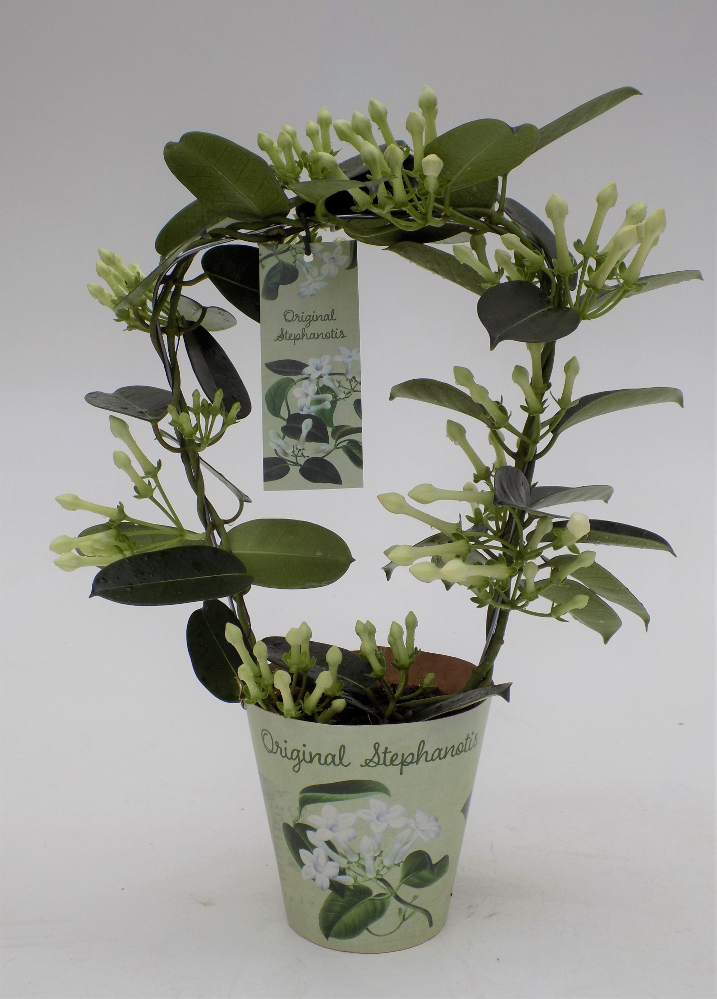 Stephanotis Origianal geurend, D 12
