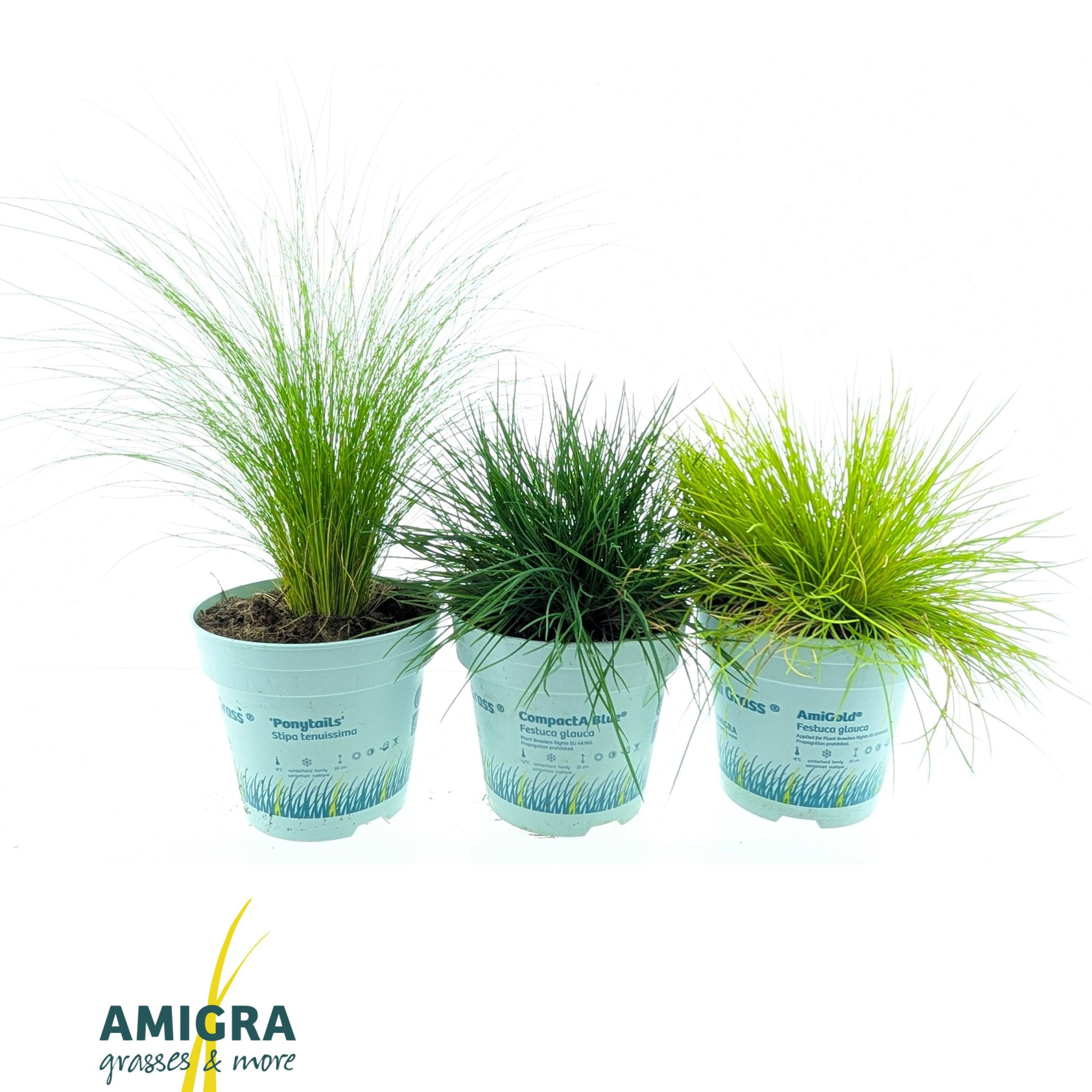 Siergrassen Mix, D 10,5