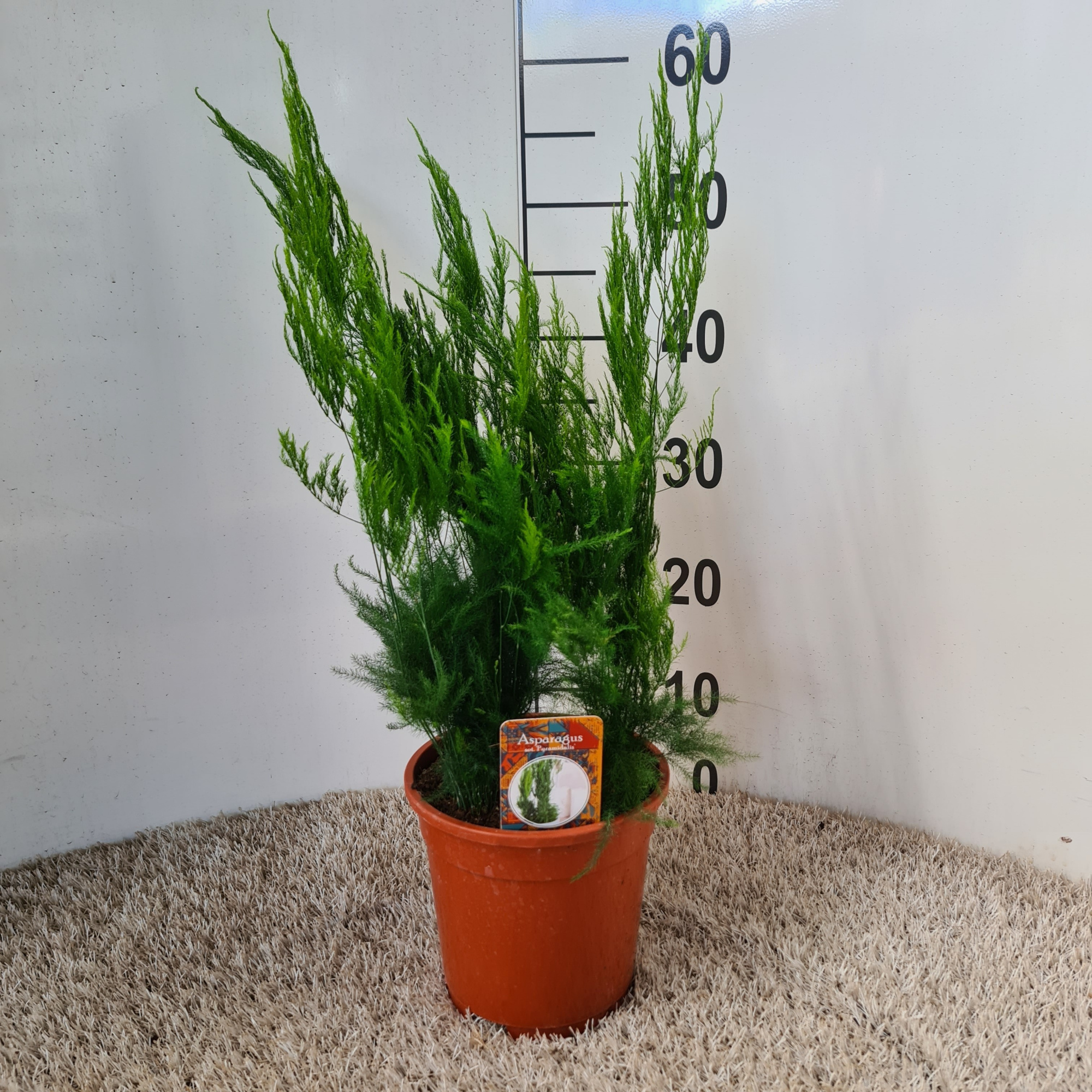 Asparagus S.Pyramidalis, D 17 cm