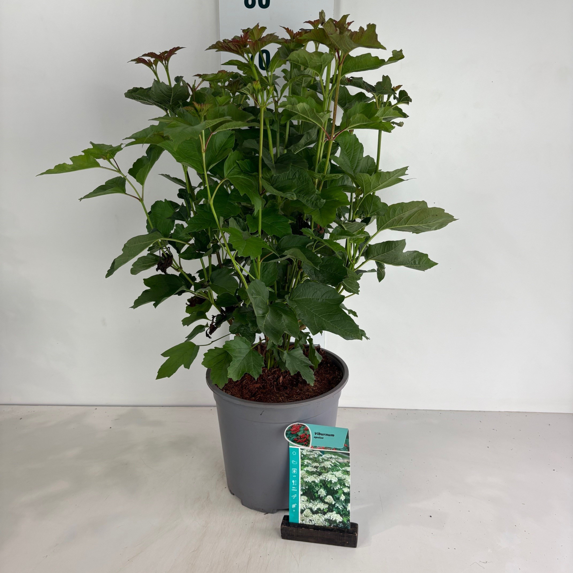 Viburnum opulus, D 24 cm