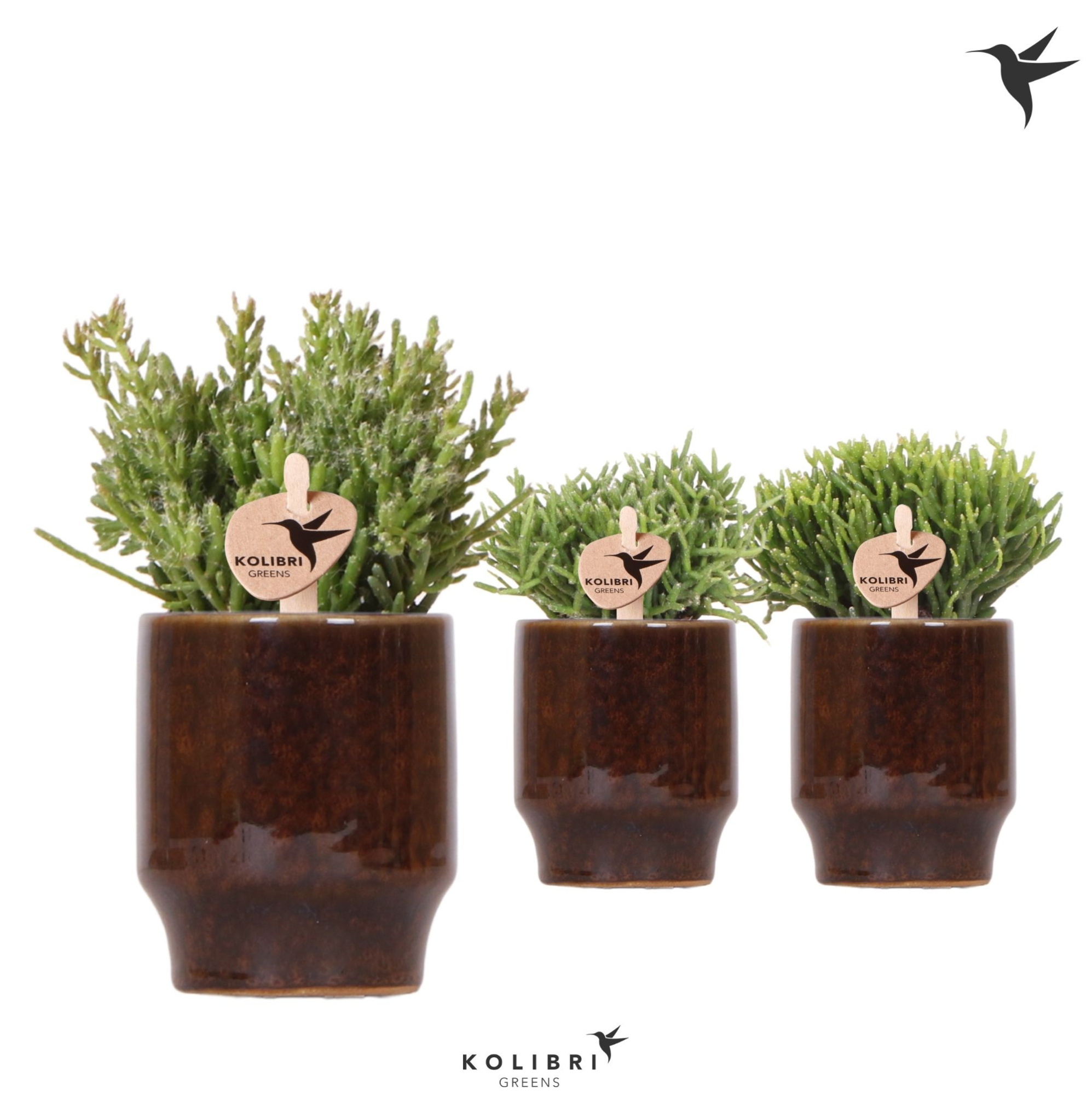 Kolibri Greens Rhipsalis mix in Classy pot brown, D 6 cm