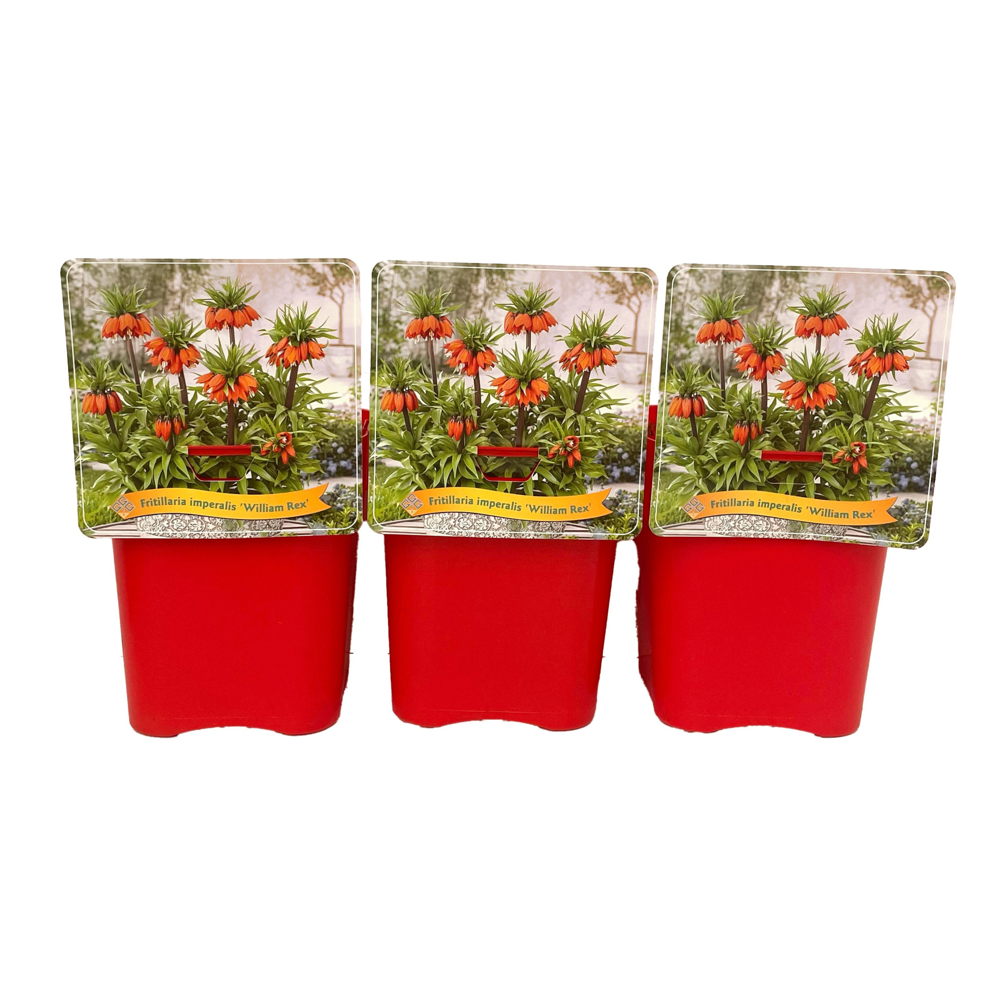 Fritillaria 'William Rex' C5, D 21