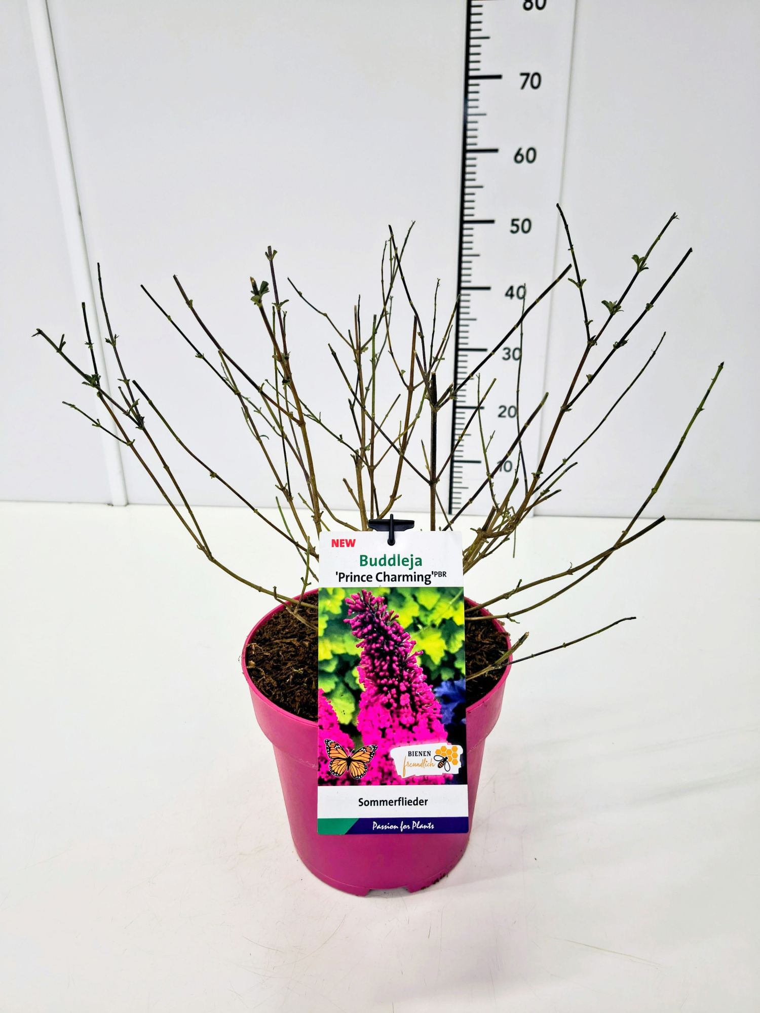 Buddleja dav. 'Prince Charming' C5, D 23 cm