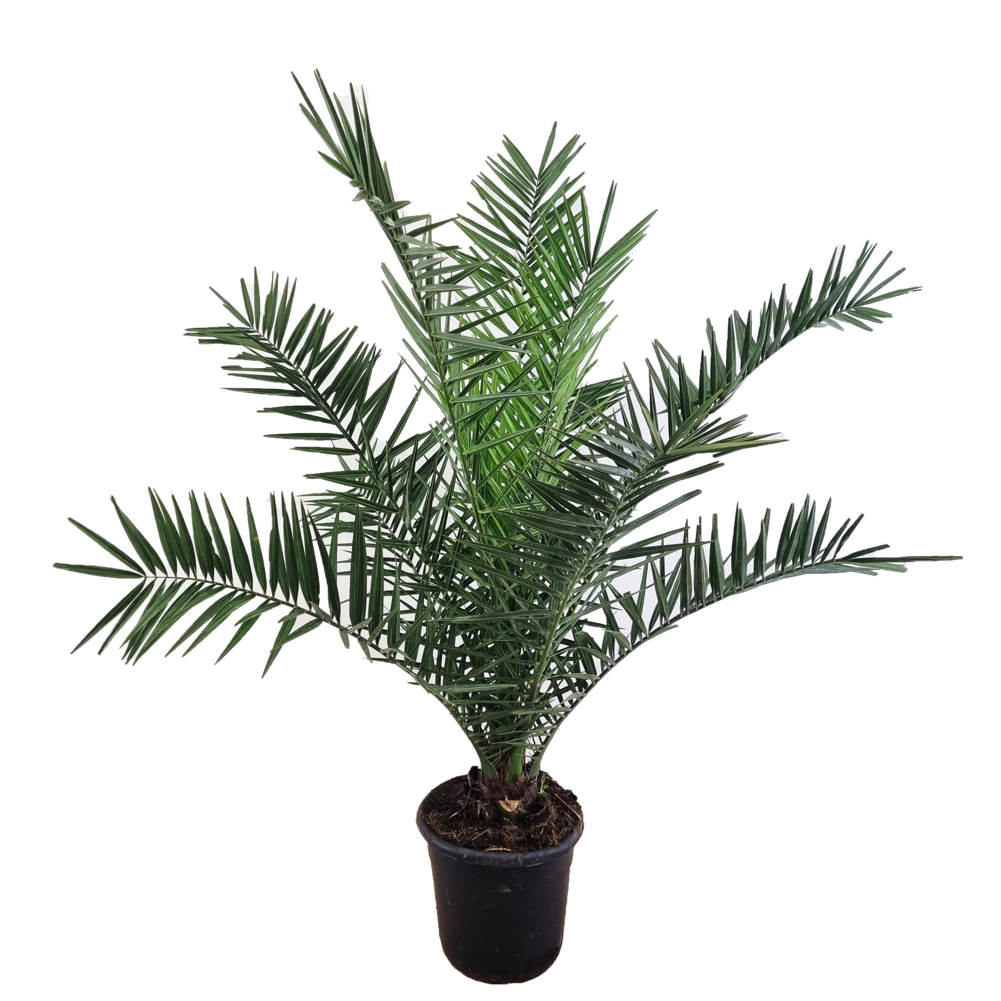 Phoenix canariensis, D 30 cm