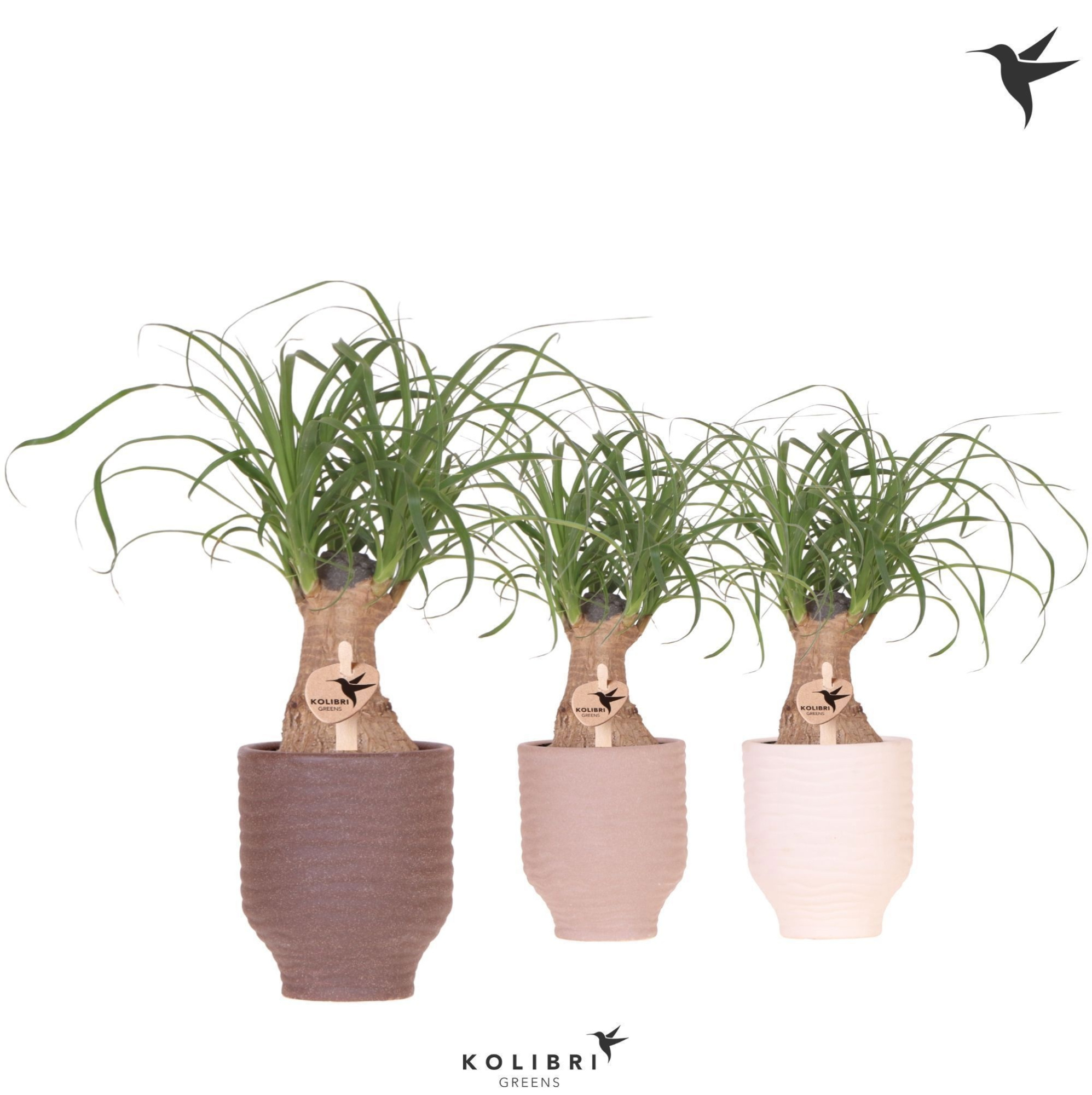 Kolibri Greens Beaucarnea in Beach pot mix, D 9 cm