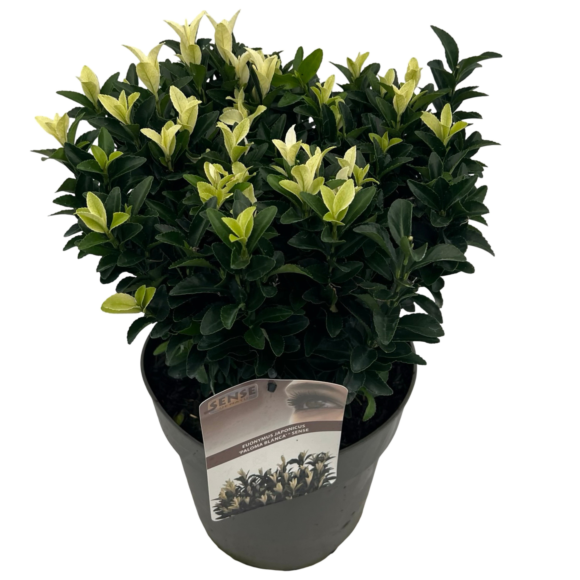 Euonymus jap. 'Paloma Blanca'® sense, D 23