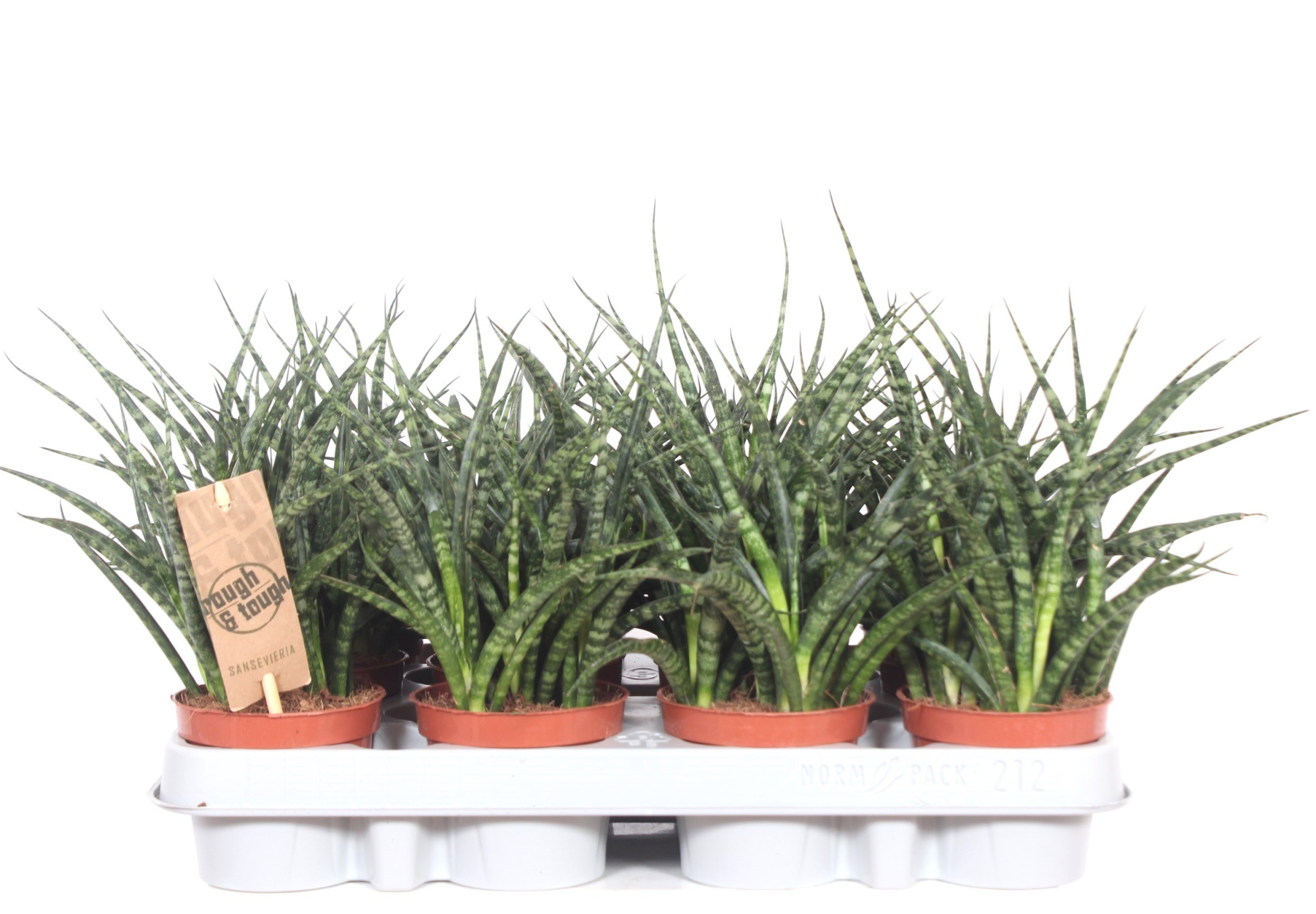 Sansevieria Fernwood Punk, D 9 cm