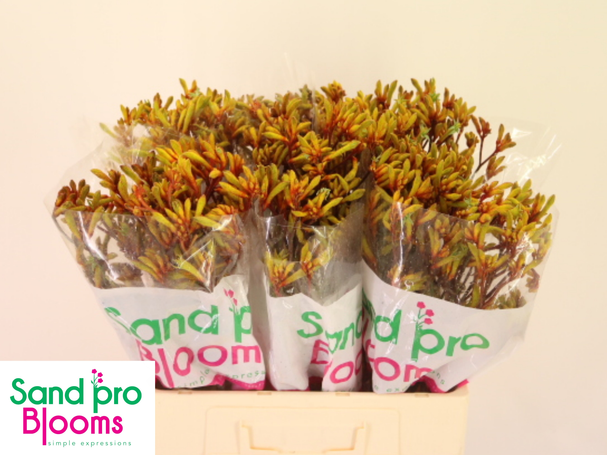 Анигозантус Голд Фивер 60 (оранж.), шт.