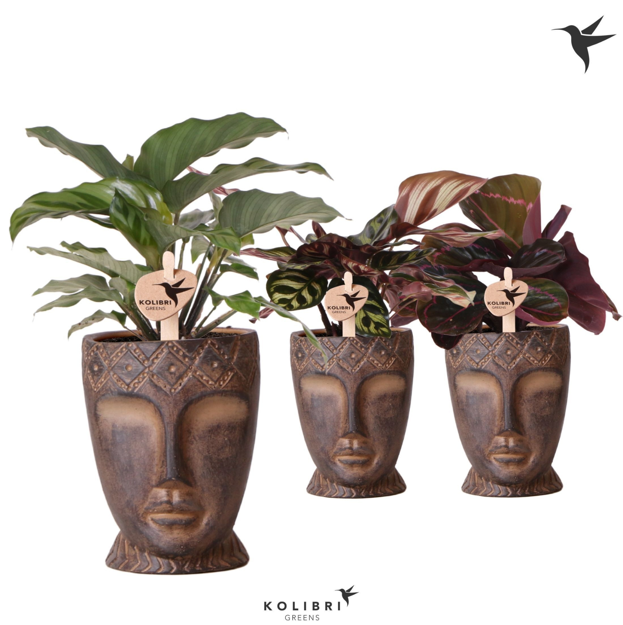 Kolibri Greens Calathea mix in Totem Mask pot, D 9 cm