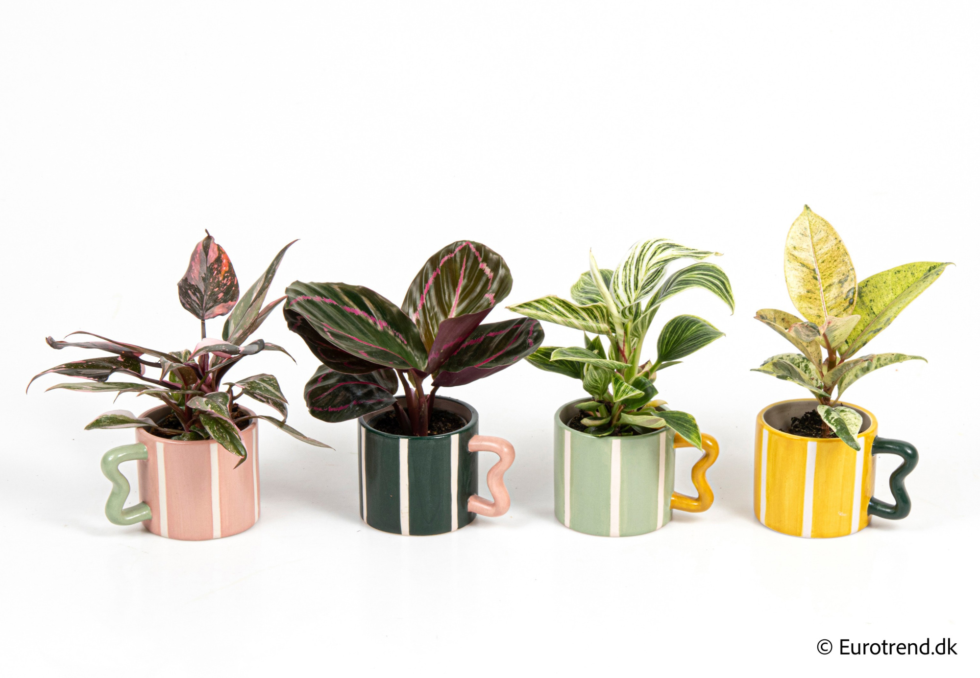 Philodendron mix in New Look ceramic 2026, D 6