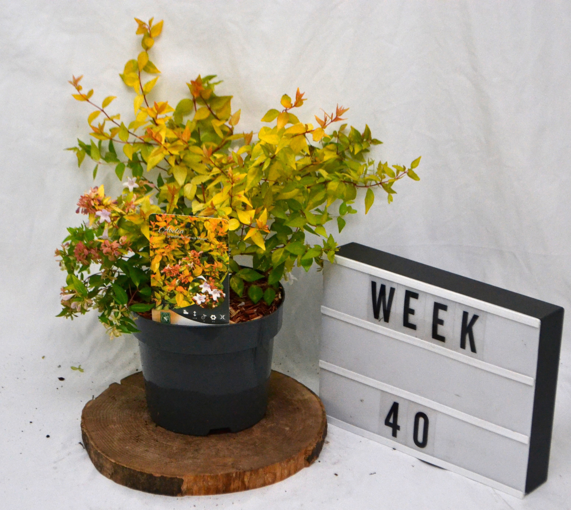 Abelia grandiflora 'Francis Mason' C3, D 19 cm