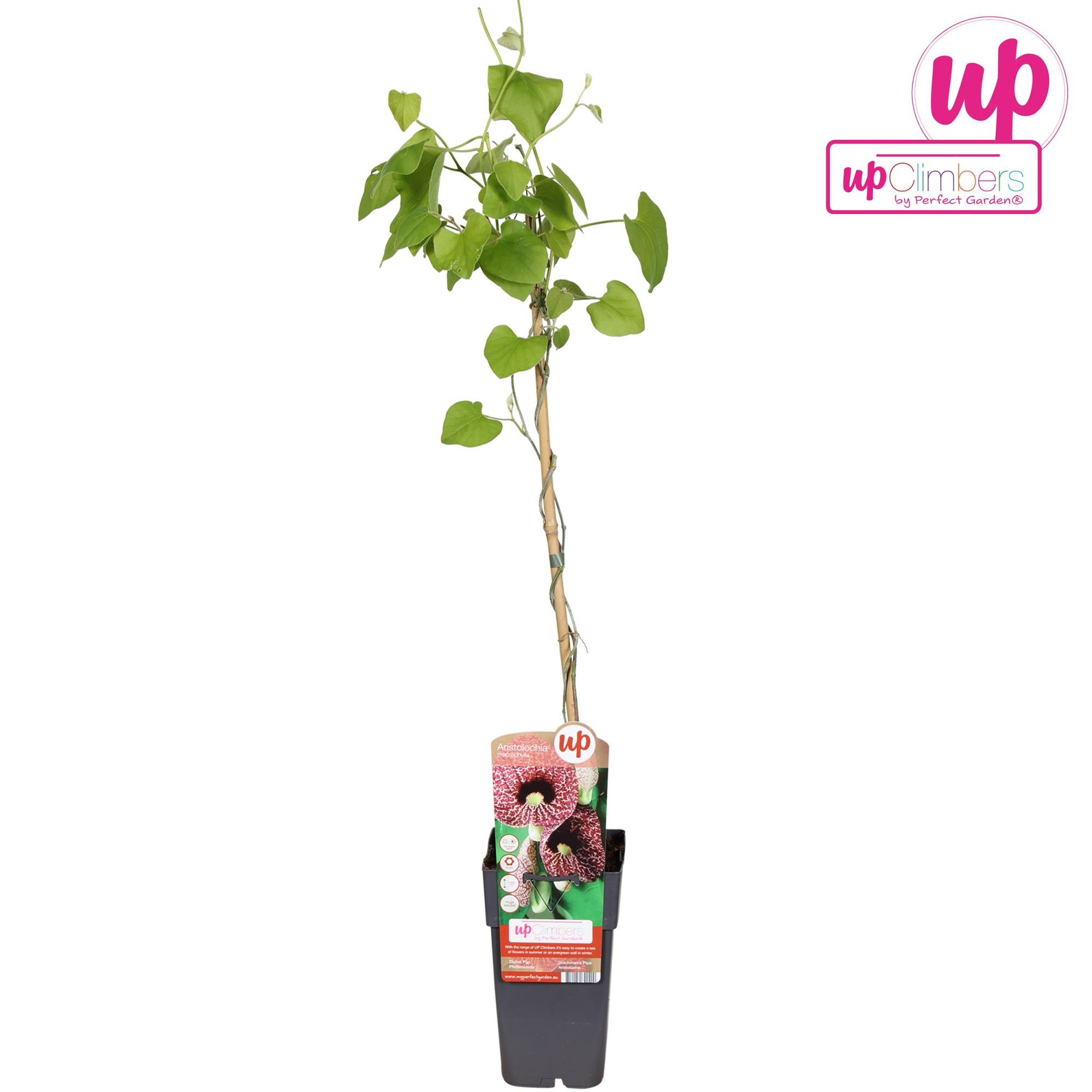 Aristolochia macrophylla P15, D 15 cm