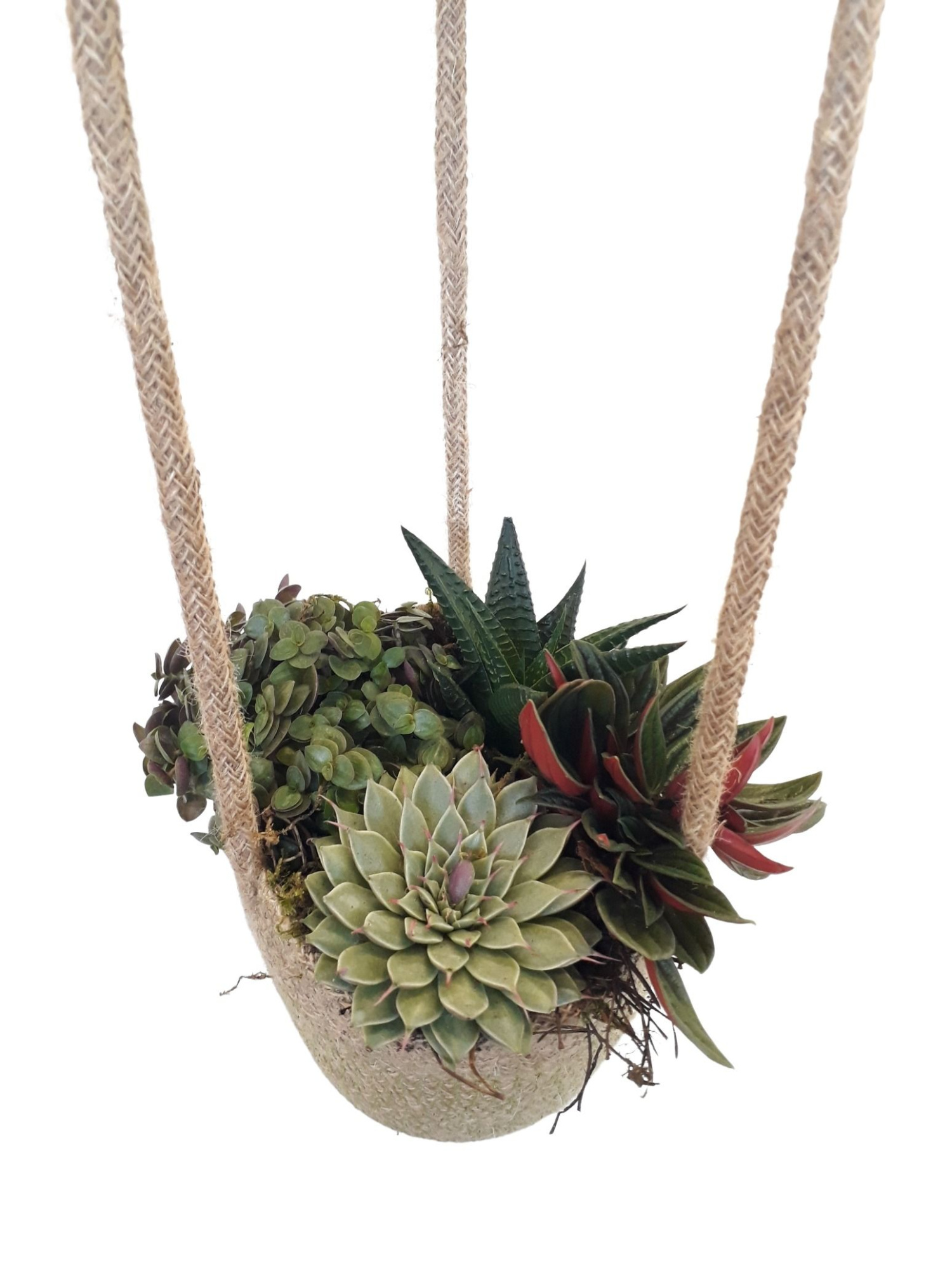 JH13ECLR Jute hangmand mini succulentmix, D 13 cm