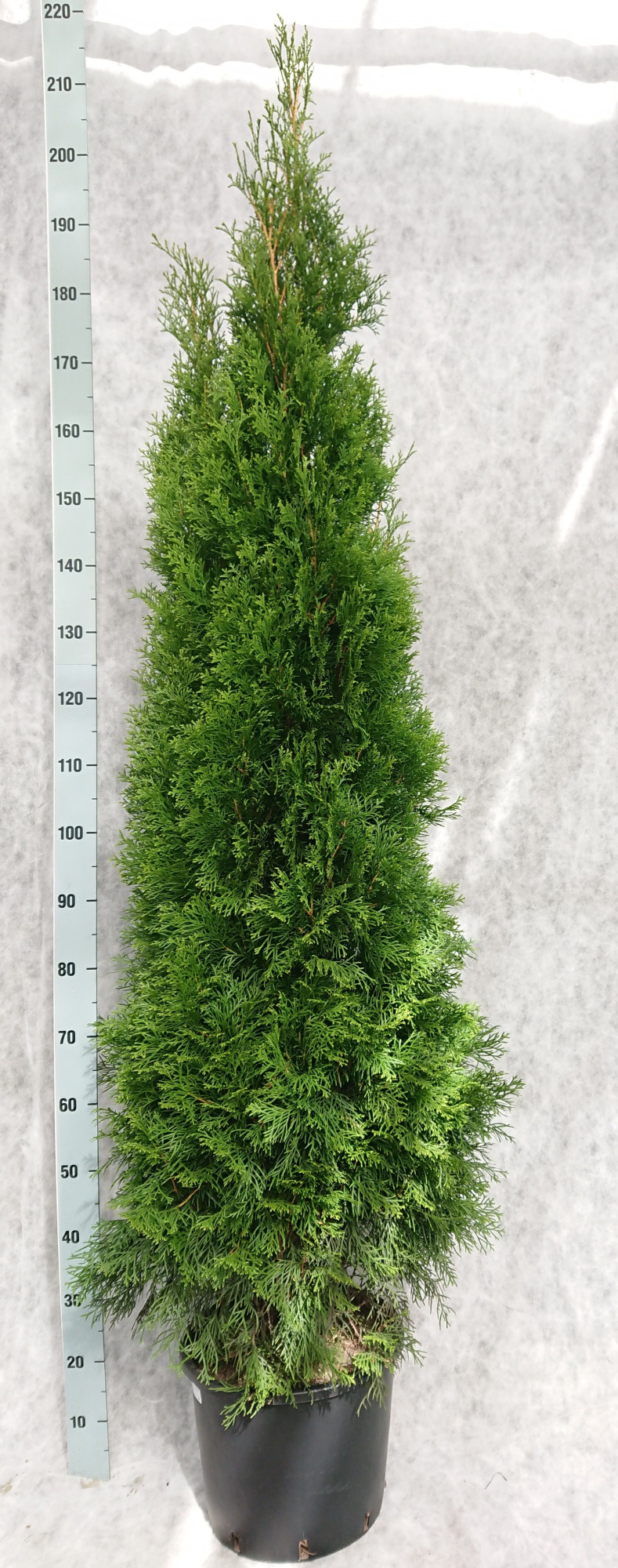 Thuja occidentalis 'Smaragd', D 33