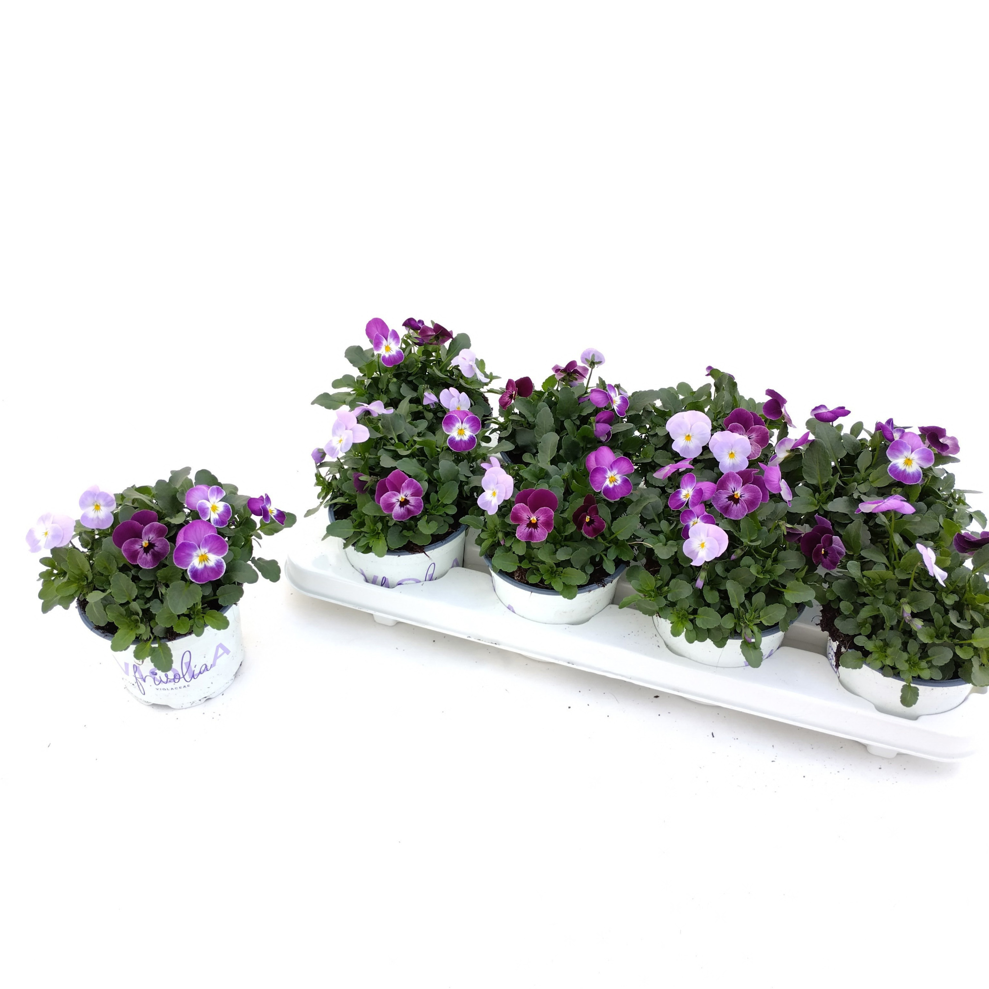 Viola Frivolia mix1, D 12