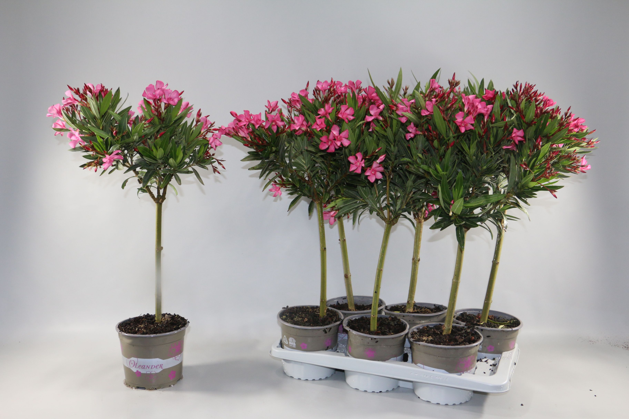 Oleander enkelbloemig mix 17 cm Stam, D 17