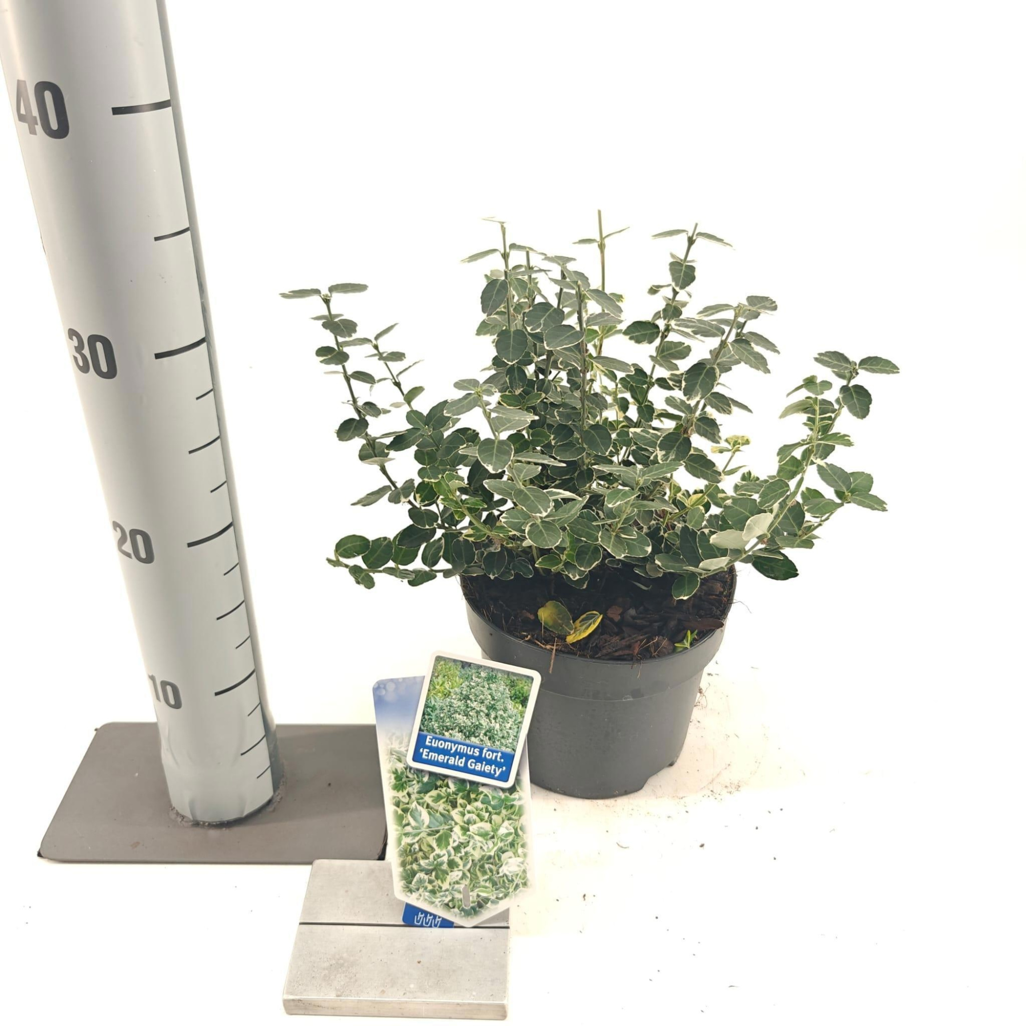 Euonymus fort. 'Emerald Gaiety', D 17