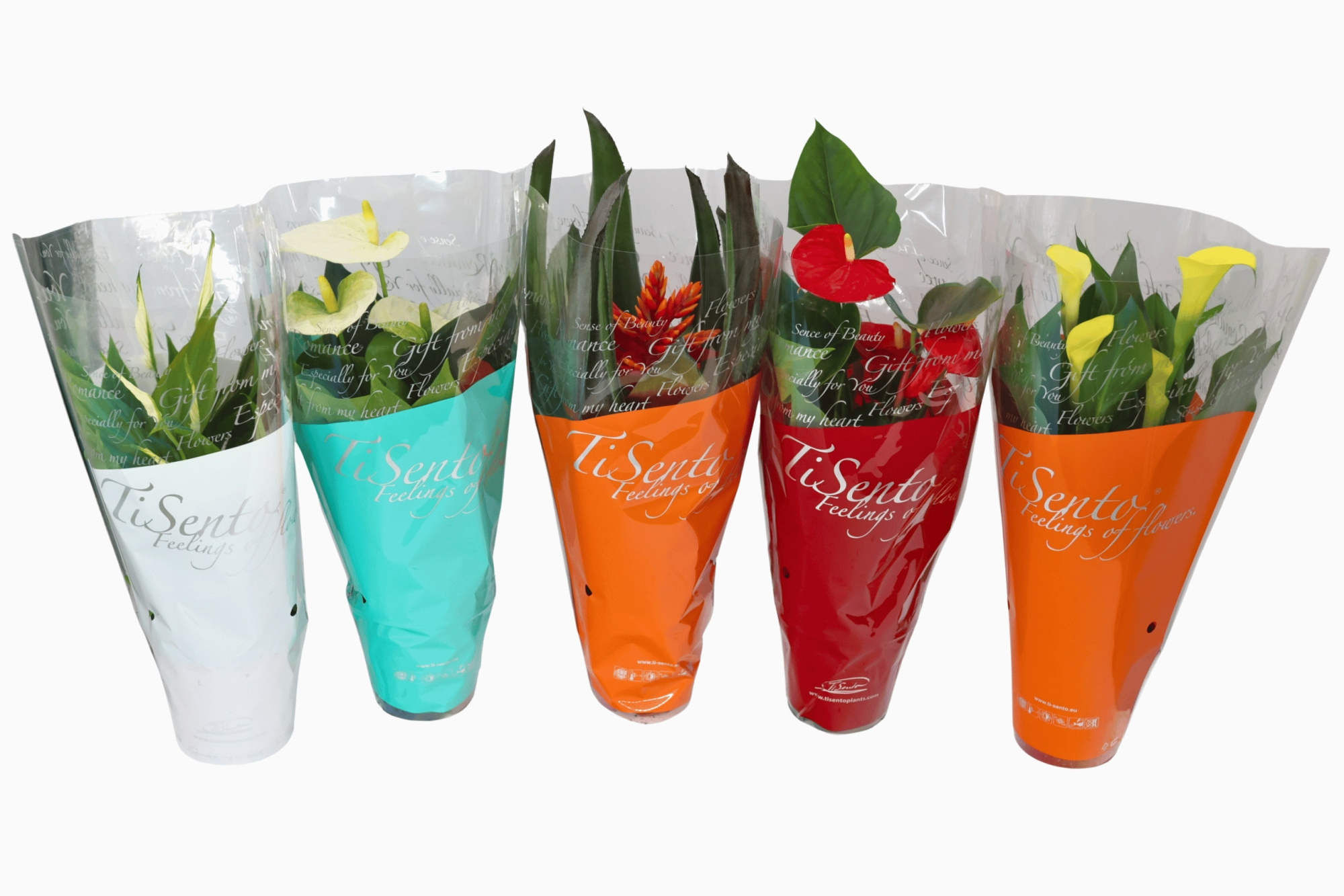 Bloeimix - Bloeimix 40 cm summersleeve kleur mix, D 12