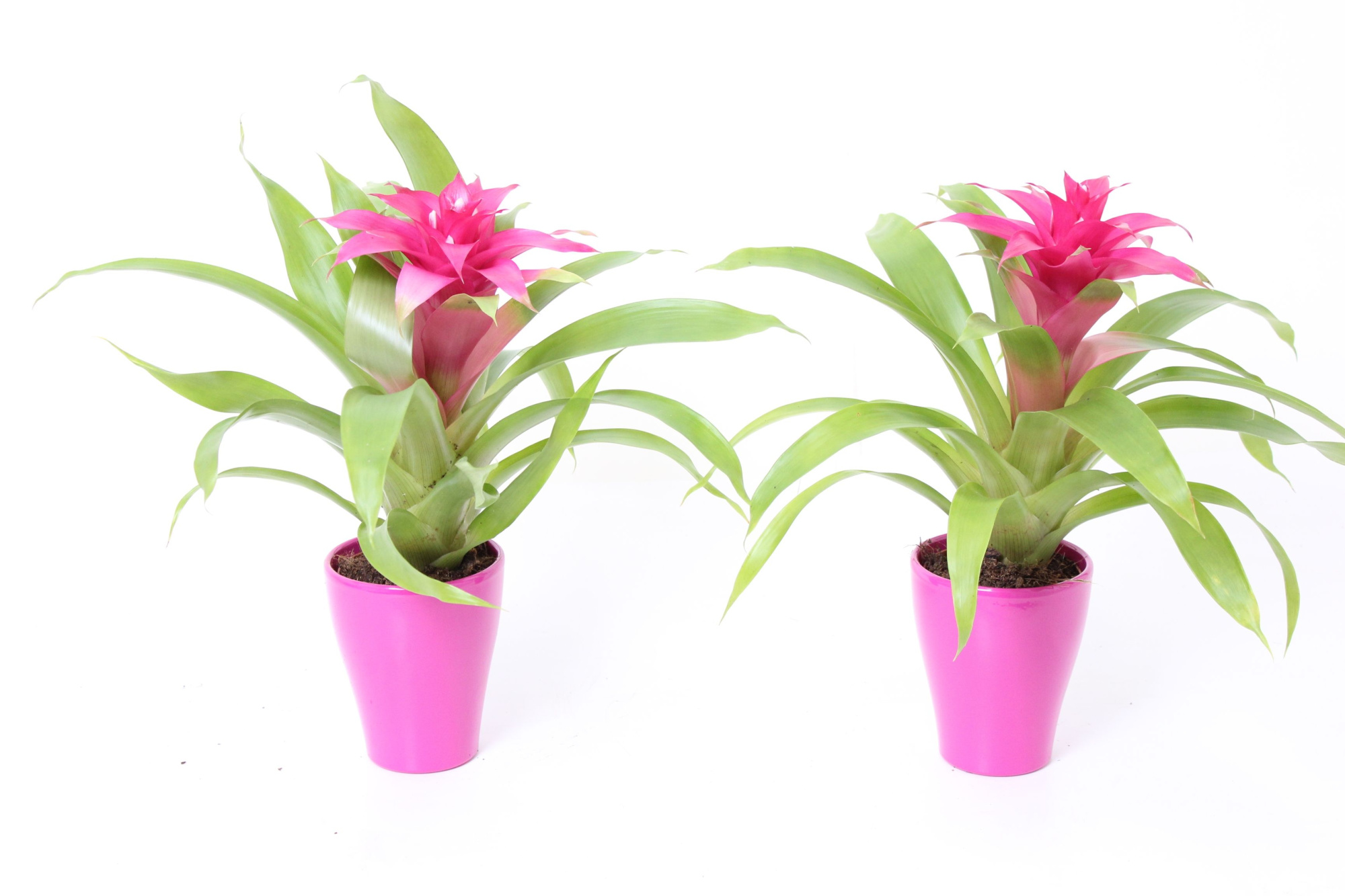 Guzmania Victory in Carly 10, D 10 cm