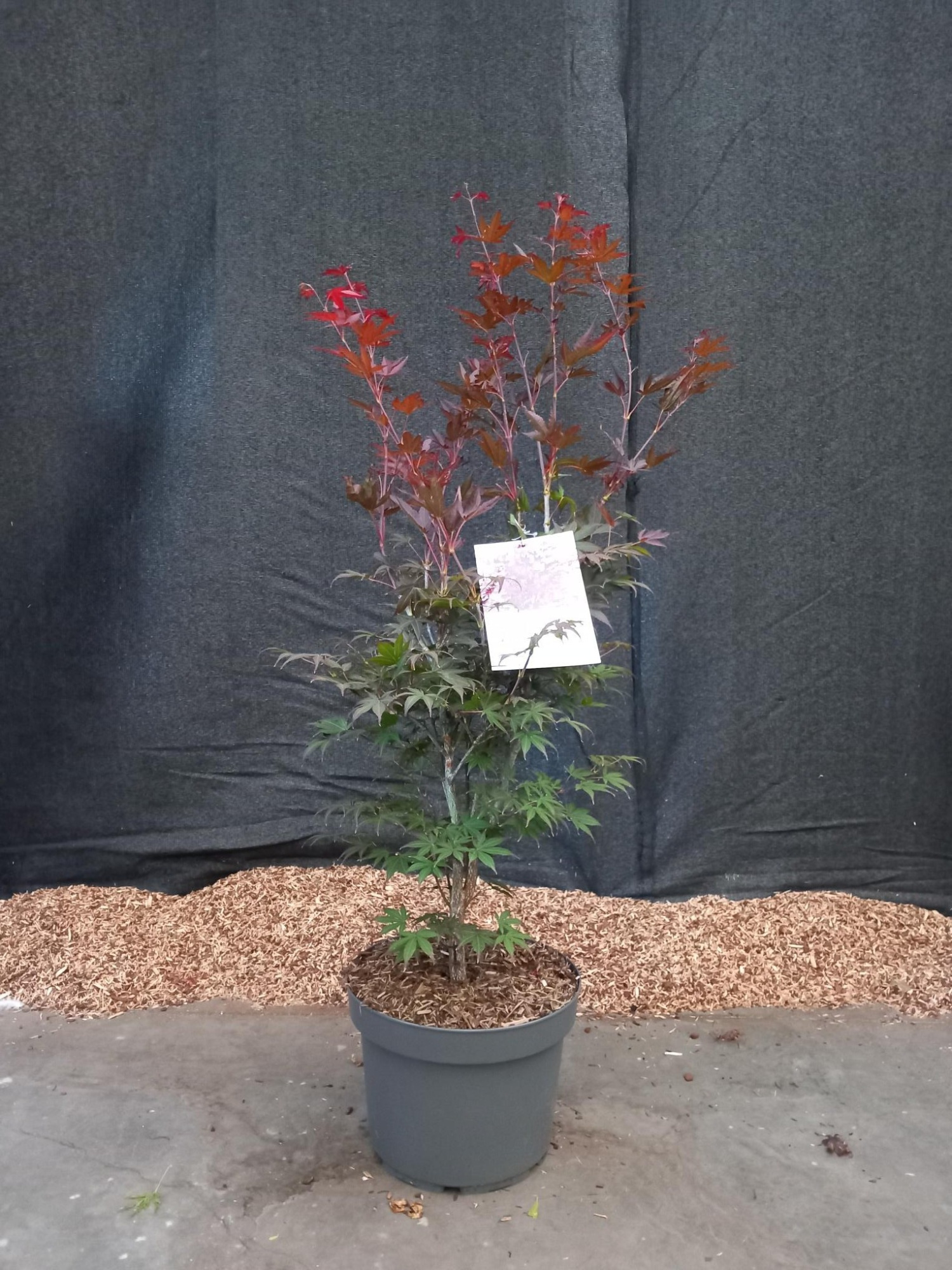Acer palmatum Atropurpureum, D 29 cm