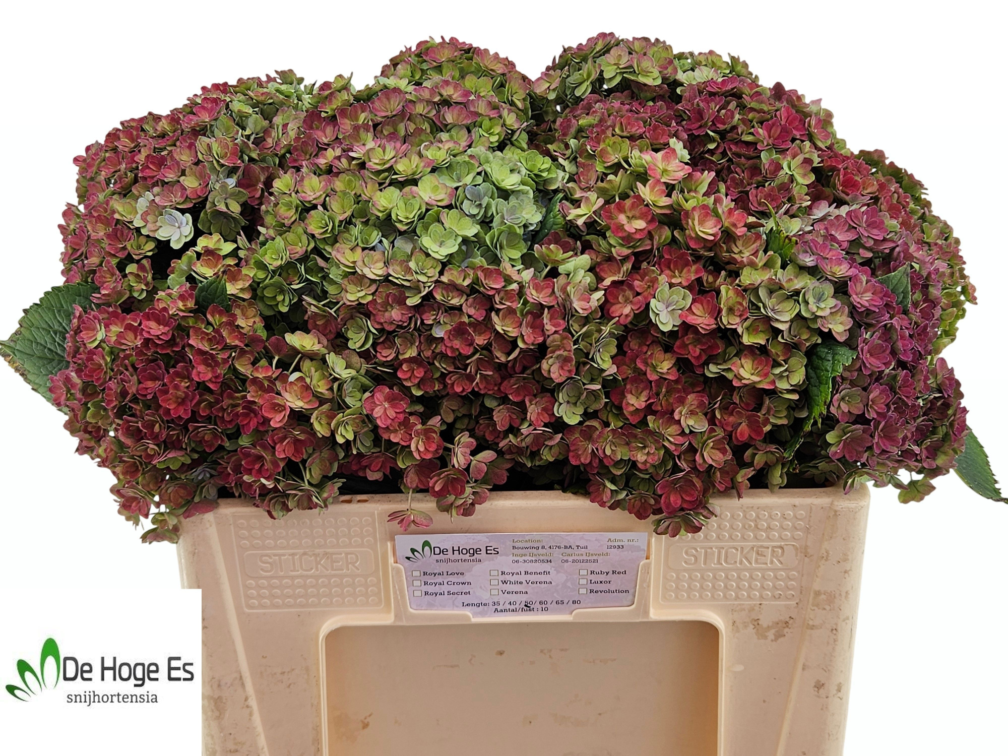 Гортензия Люксор Классик 50, шт.