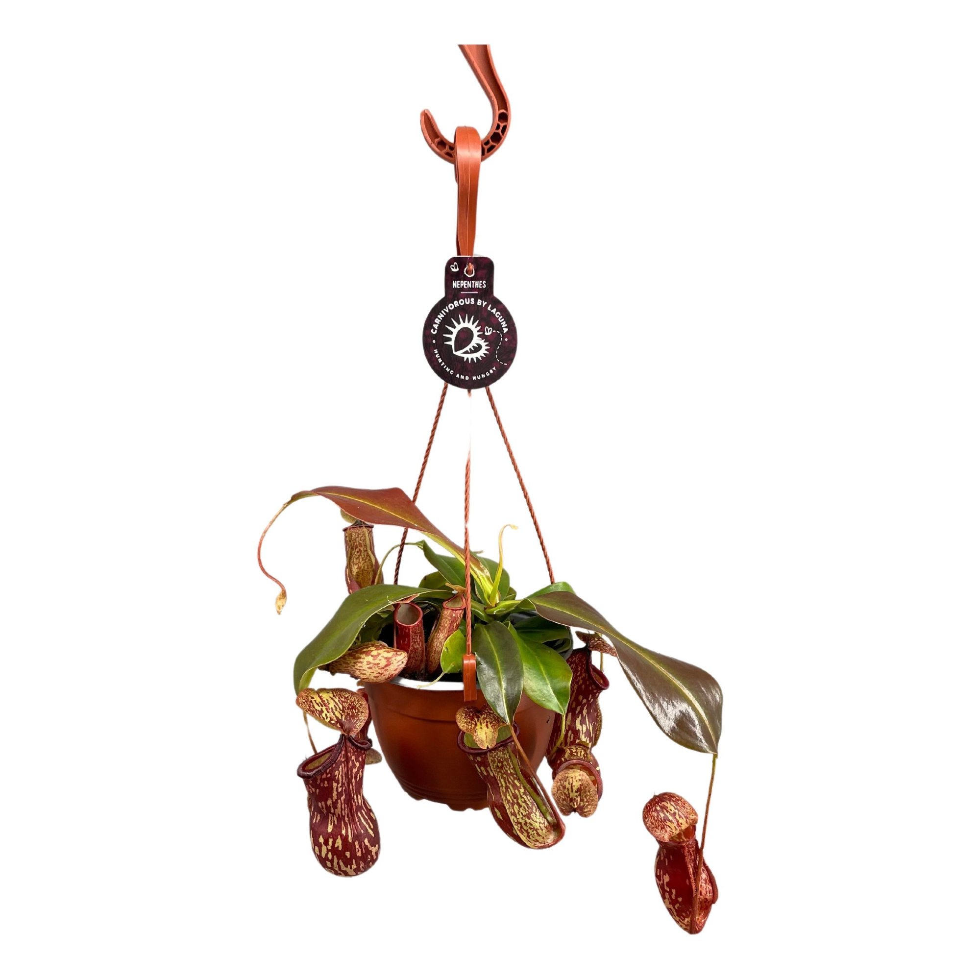 Nepenthes Gaya 14 cm in hangpot, D 14