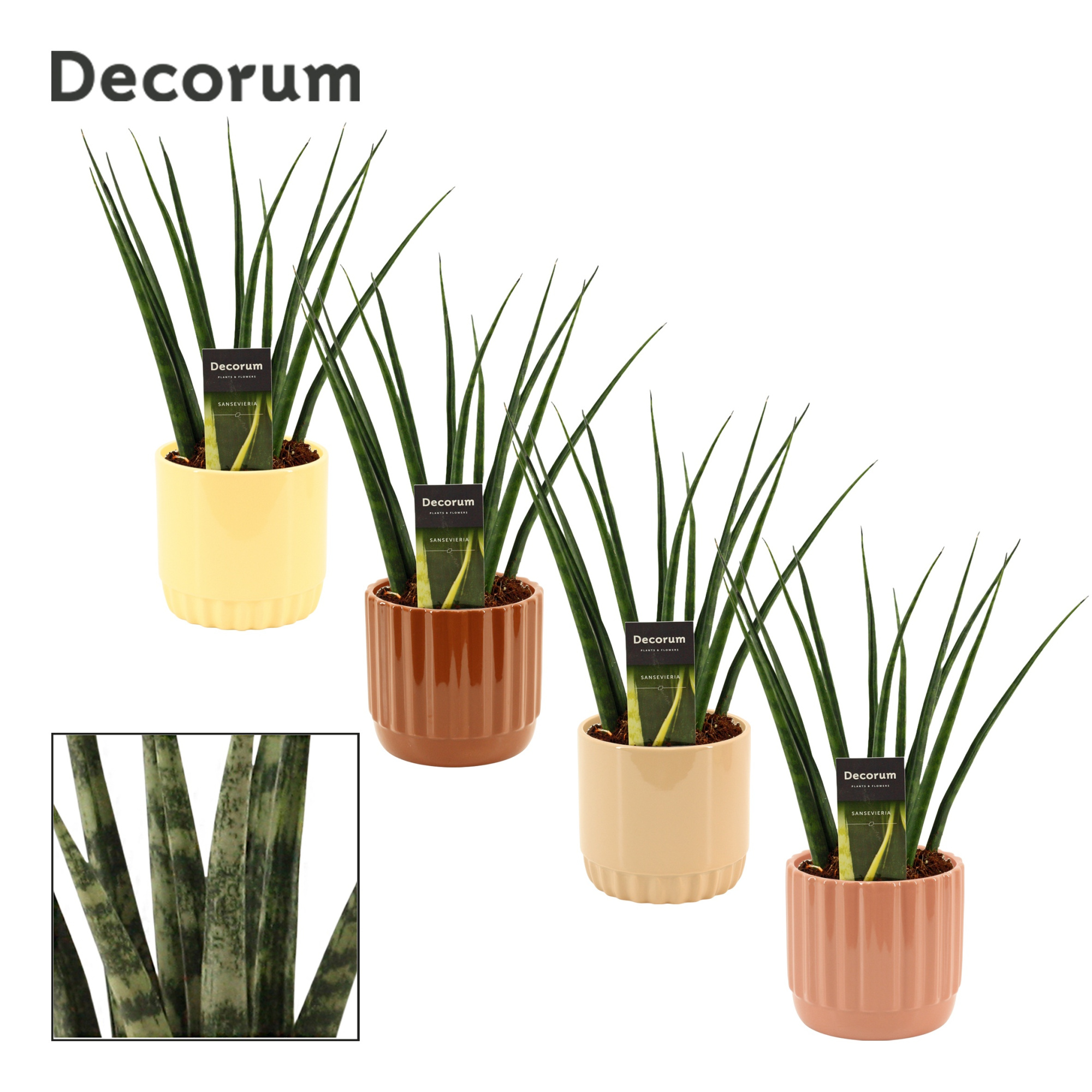Sansevieria fernwood 12 cm in Liam (Coffee blend-collection), D 12 cm