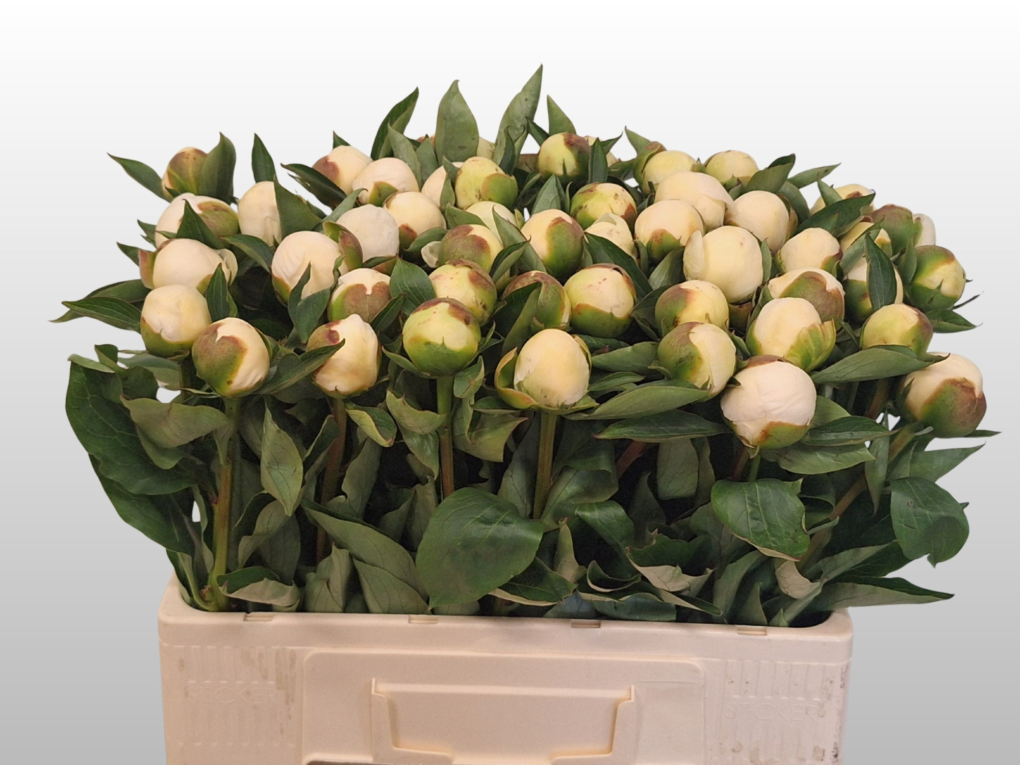 Пион Дюшес 55 (бел.), шт.