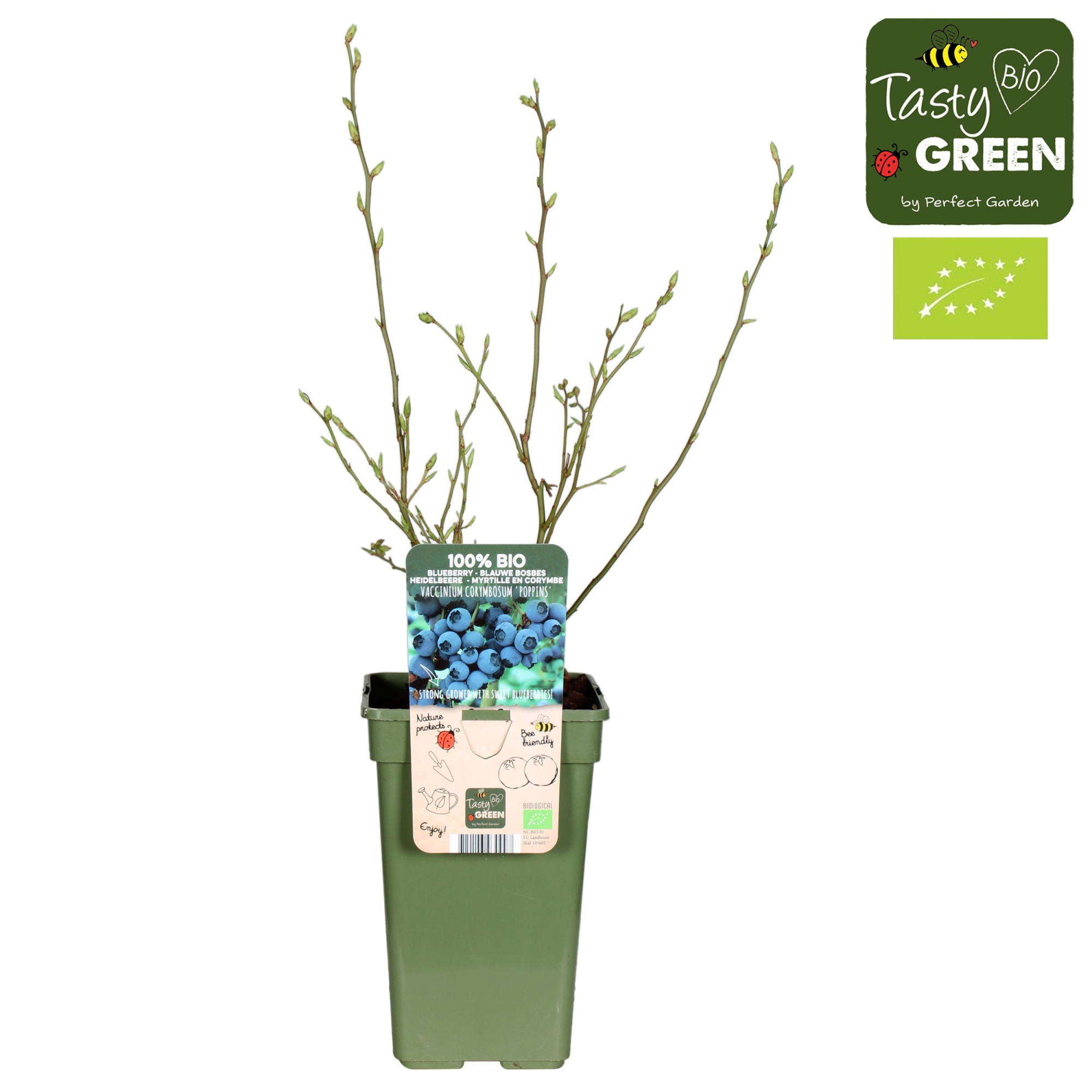 Vaccinium corymbosum 'Hortblue Poppins' Bio P19, D 19