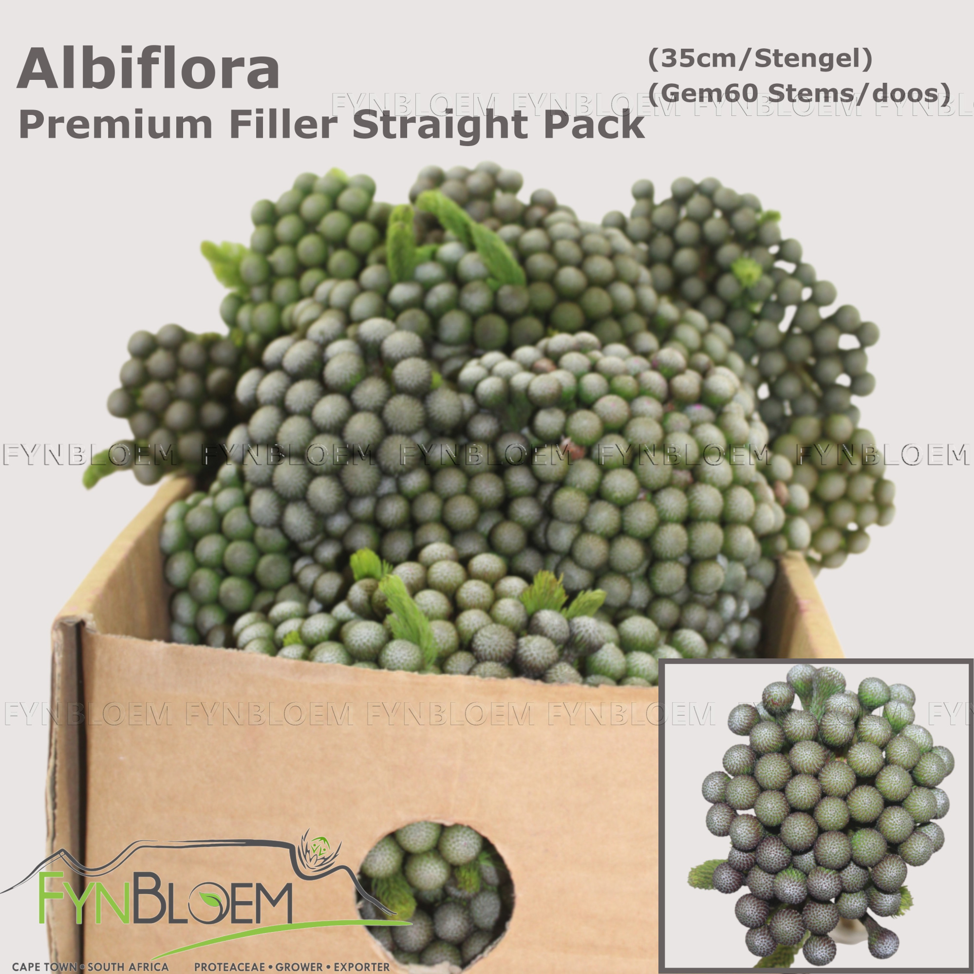 Бруния Альбифлора 40, шт.