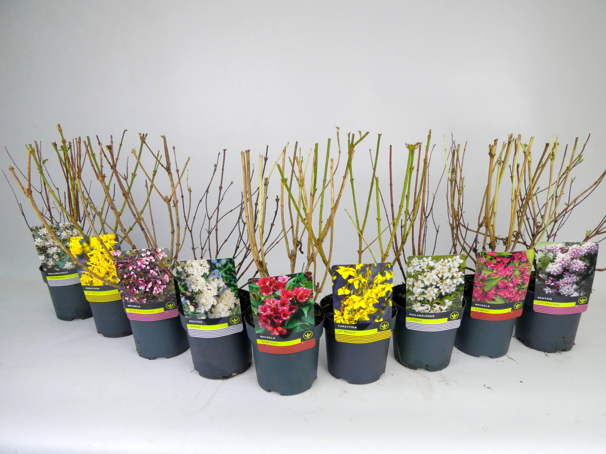 Heester Mixlaag, D 14