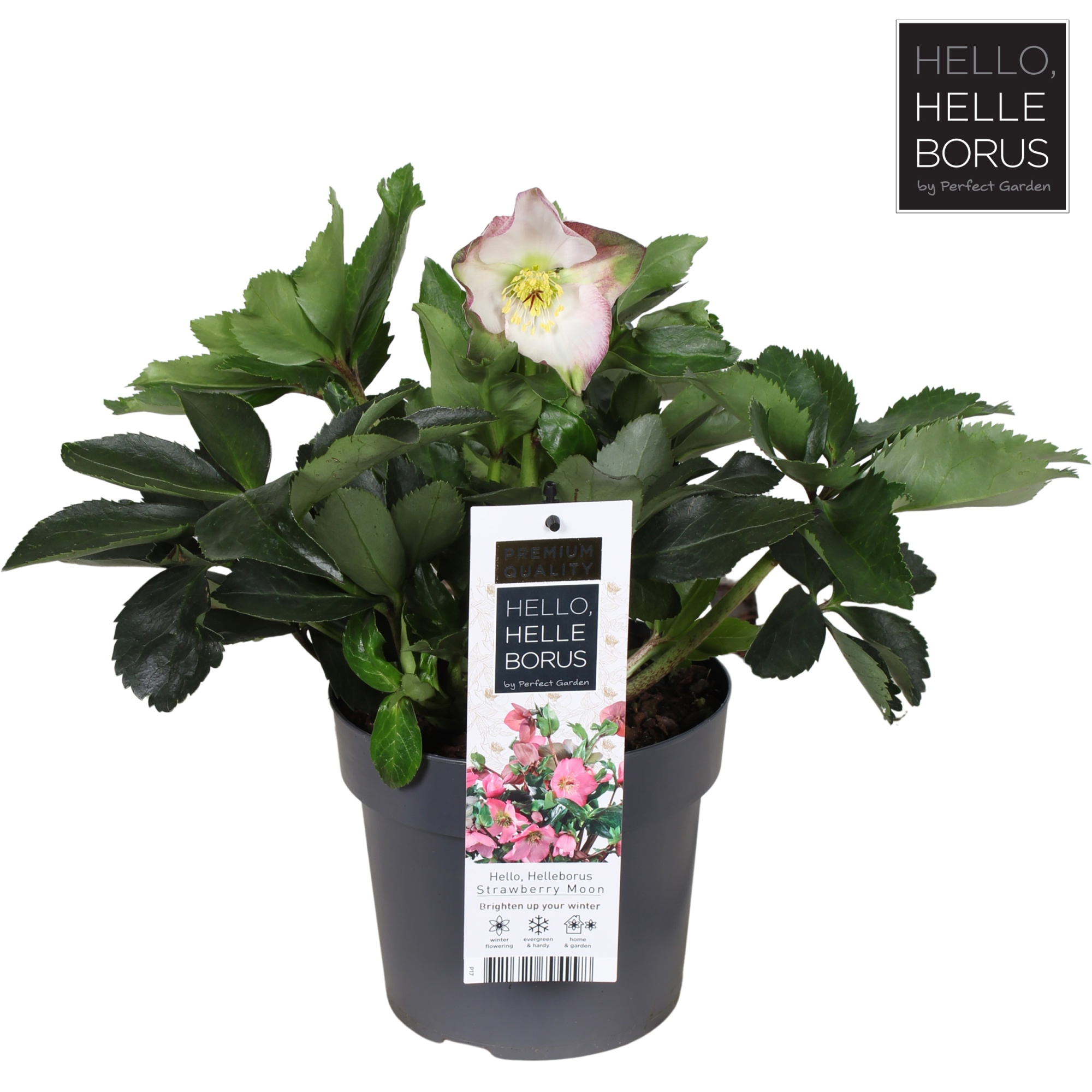 Helleborus x hybridus 'Strawberry Moon' P17, D 17 cm