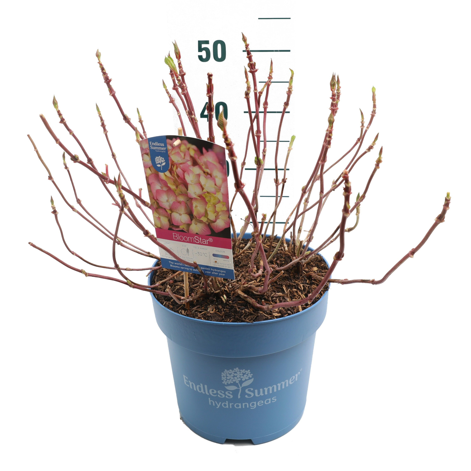 Hydrangea 'BloomStar Pink' - P27 - Endless Summer, D 27