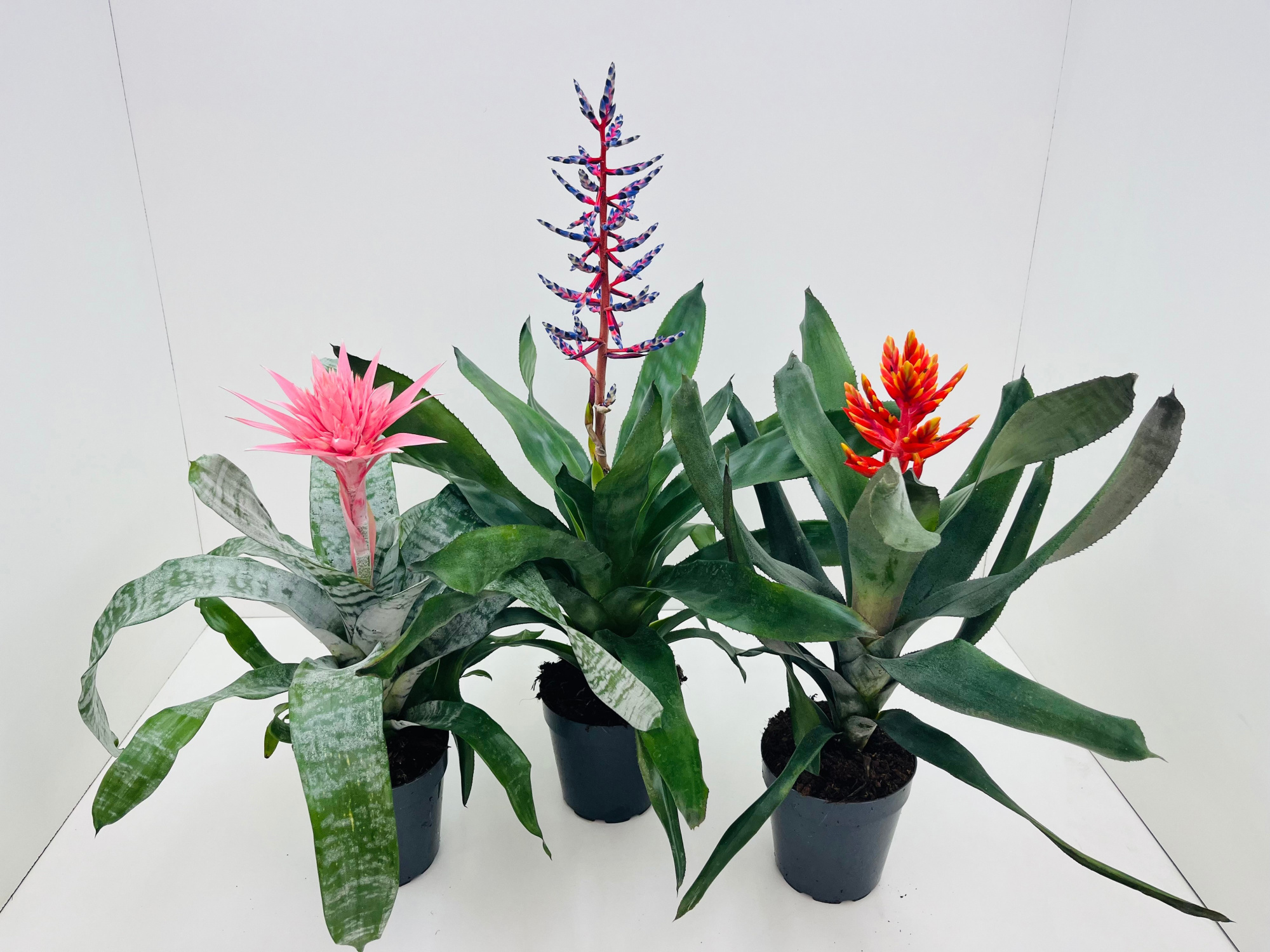 Aecmea Mix 3 kleuren, D 15 cm