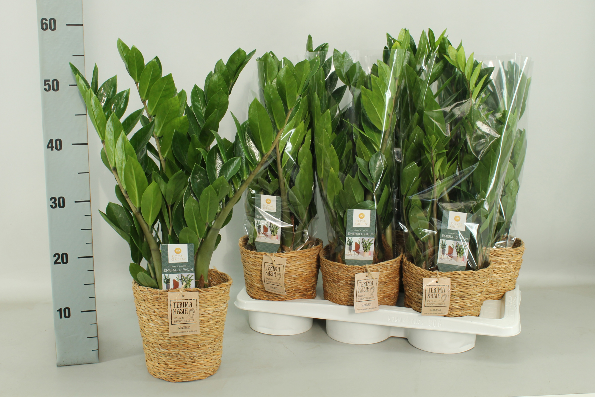 Zamioculcas 14cm in seagrass mand, D 14