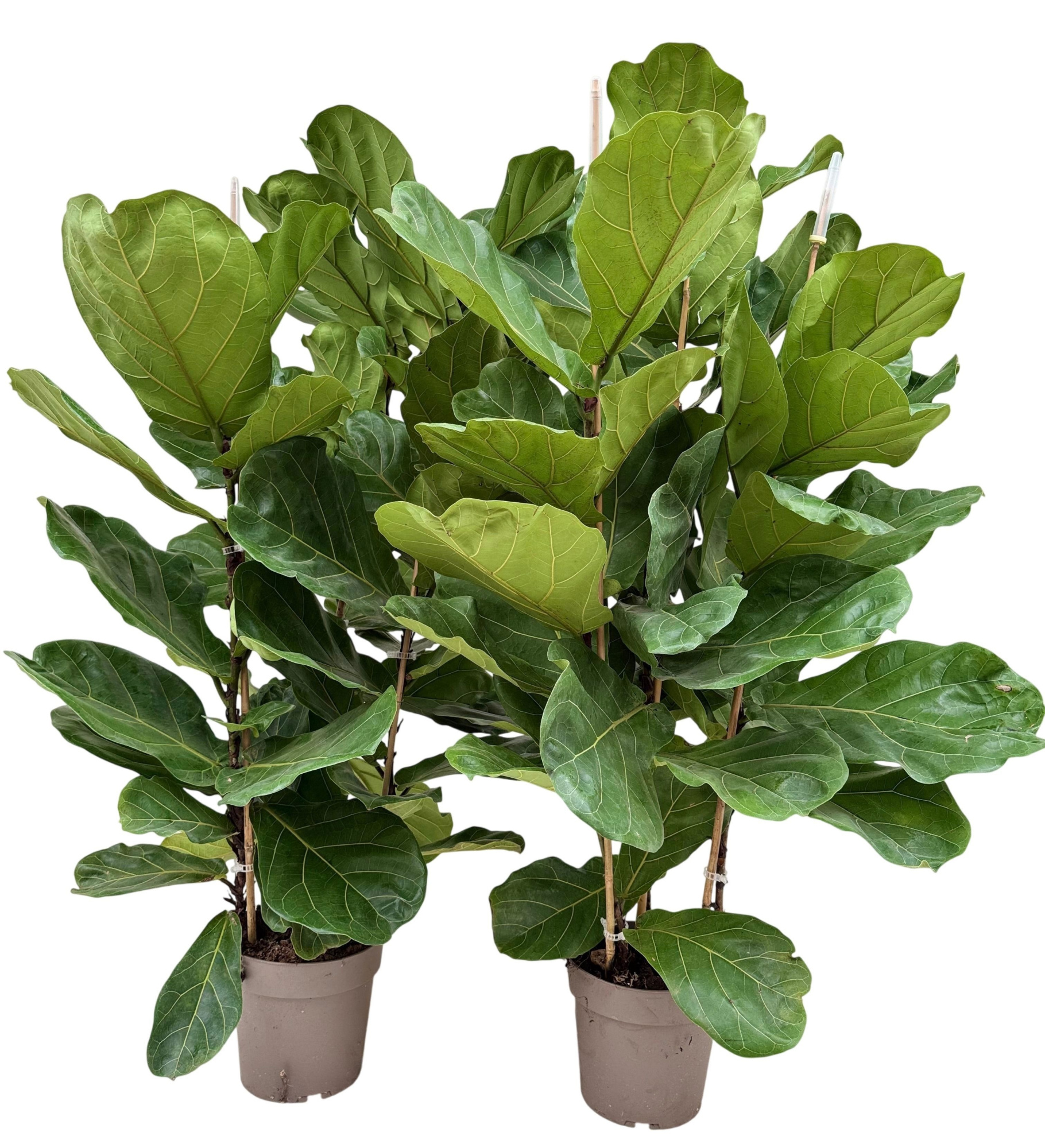 Ficus lyrata P24 toef, D 24