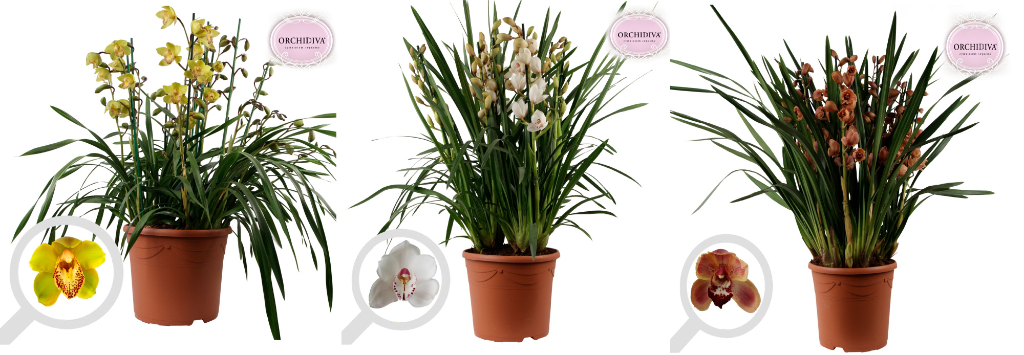 Cymbidium mix 10+ tak getoufd, D 30 cm