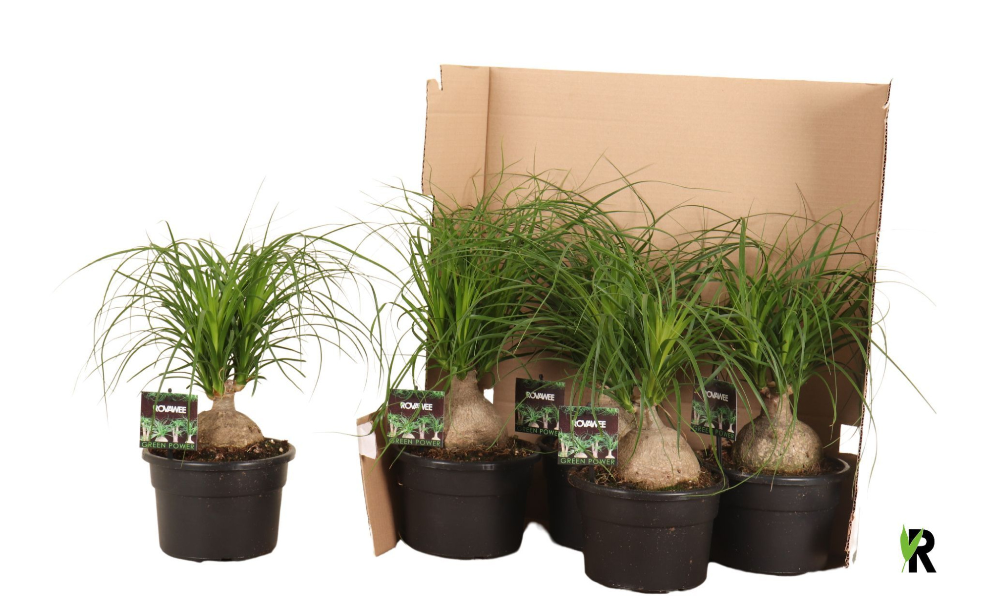 Nolina bol in fust 352, D 19 cm